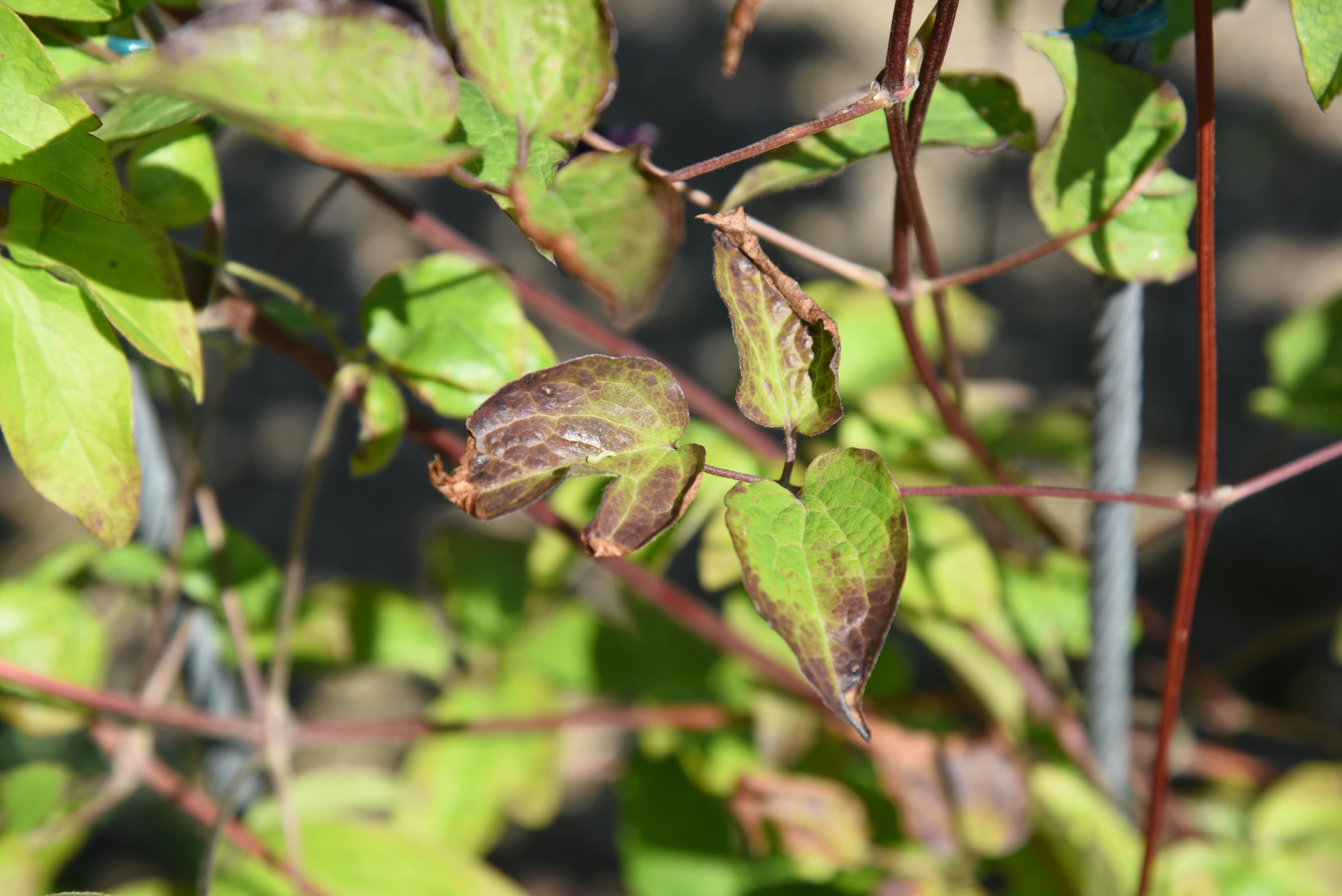 Braune Verfärbungen an einzelnen Blättern einer Clematis