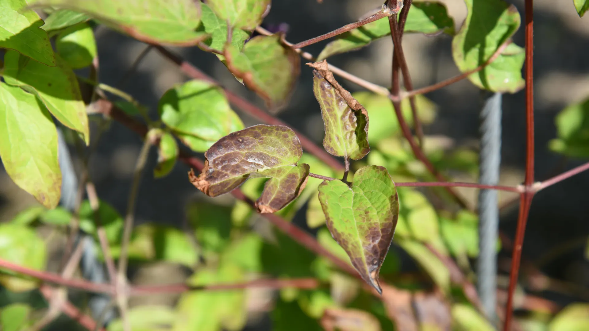 Braune Verfärbungen an einzelnen Blättern einer Clematis