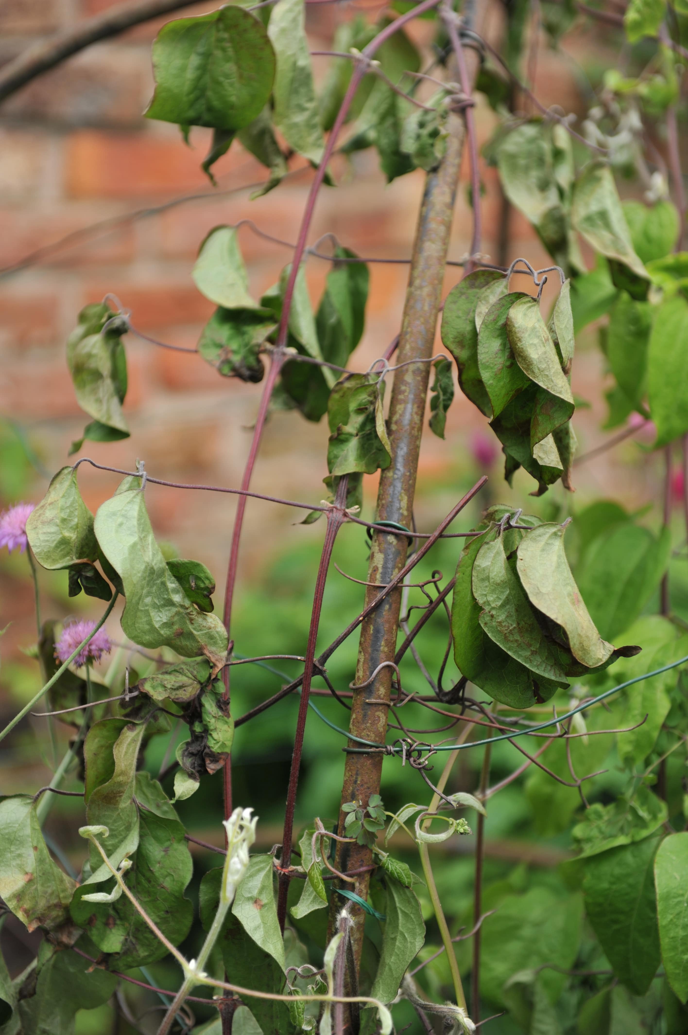 Abgestorbener Trieb einer Clematis