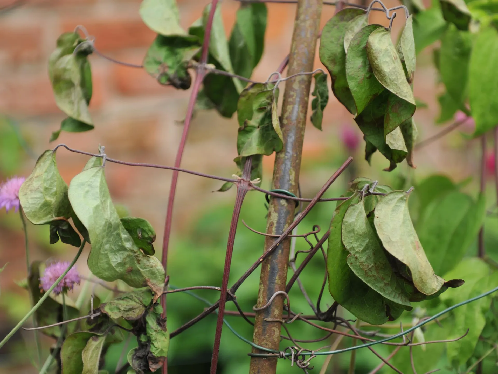 Abgestorbener Trieb einer Clematis