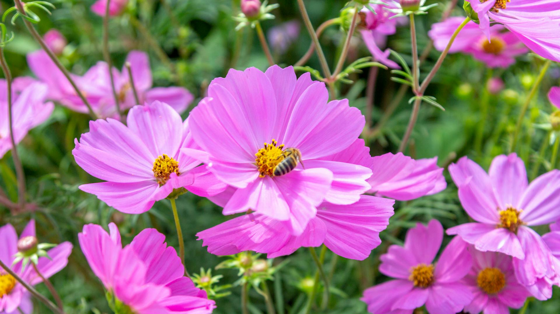 Runde, pinkfarbene Cosmea-Blüten.