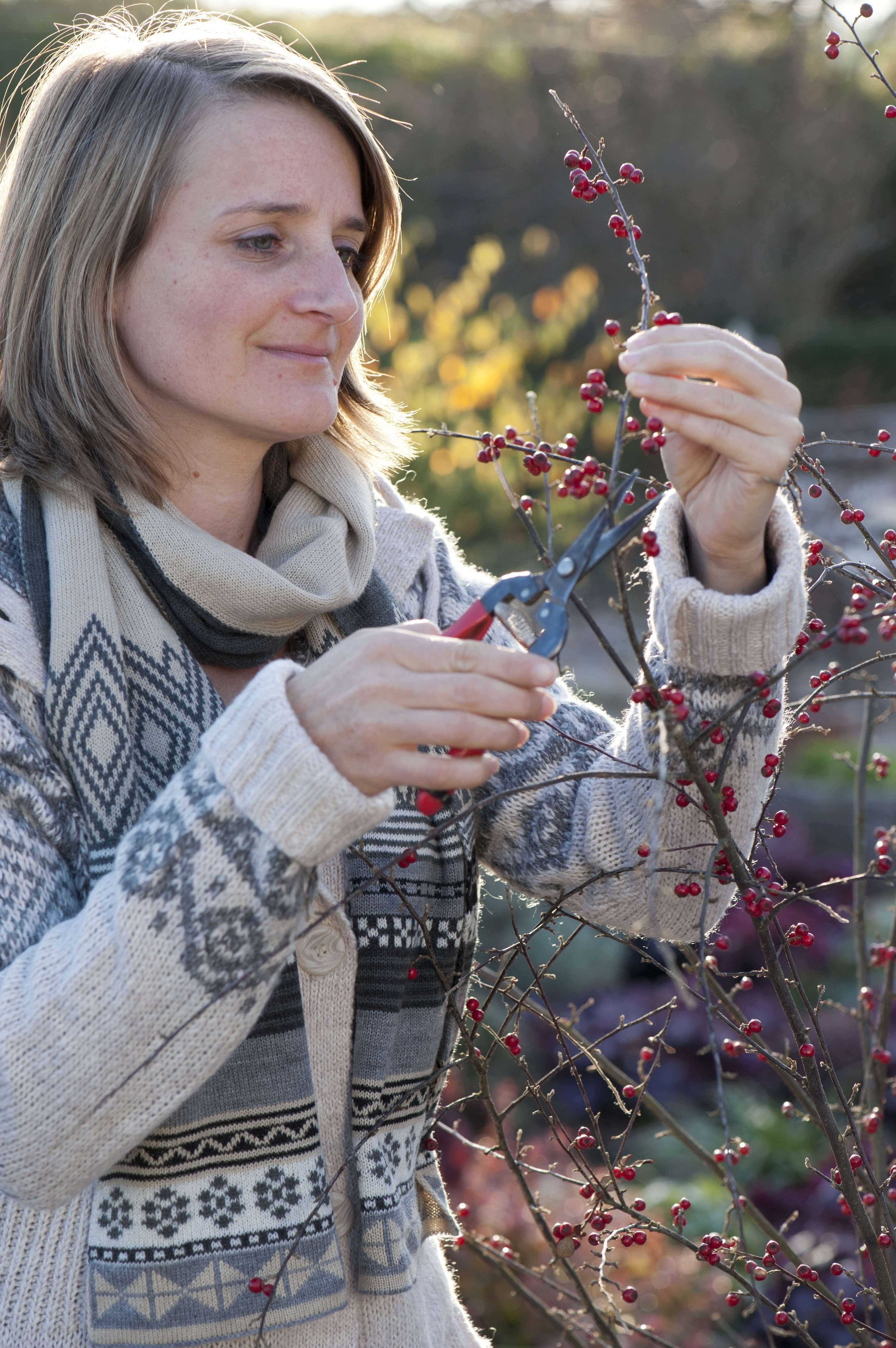 Frau schneidet Cotoneaster.