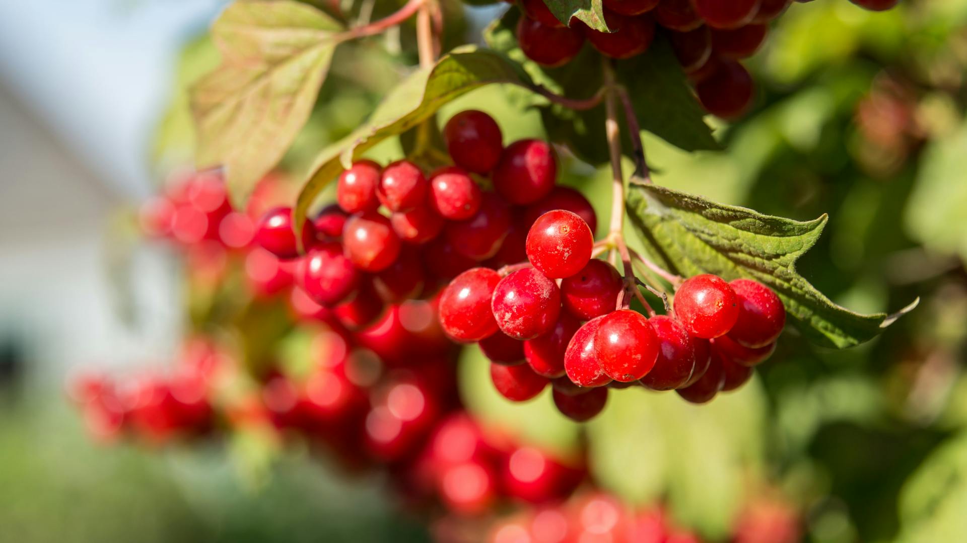 Rote Cranberrys wachsen am Strauch.