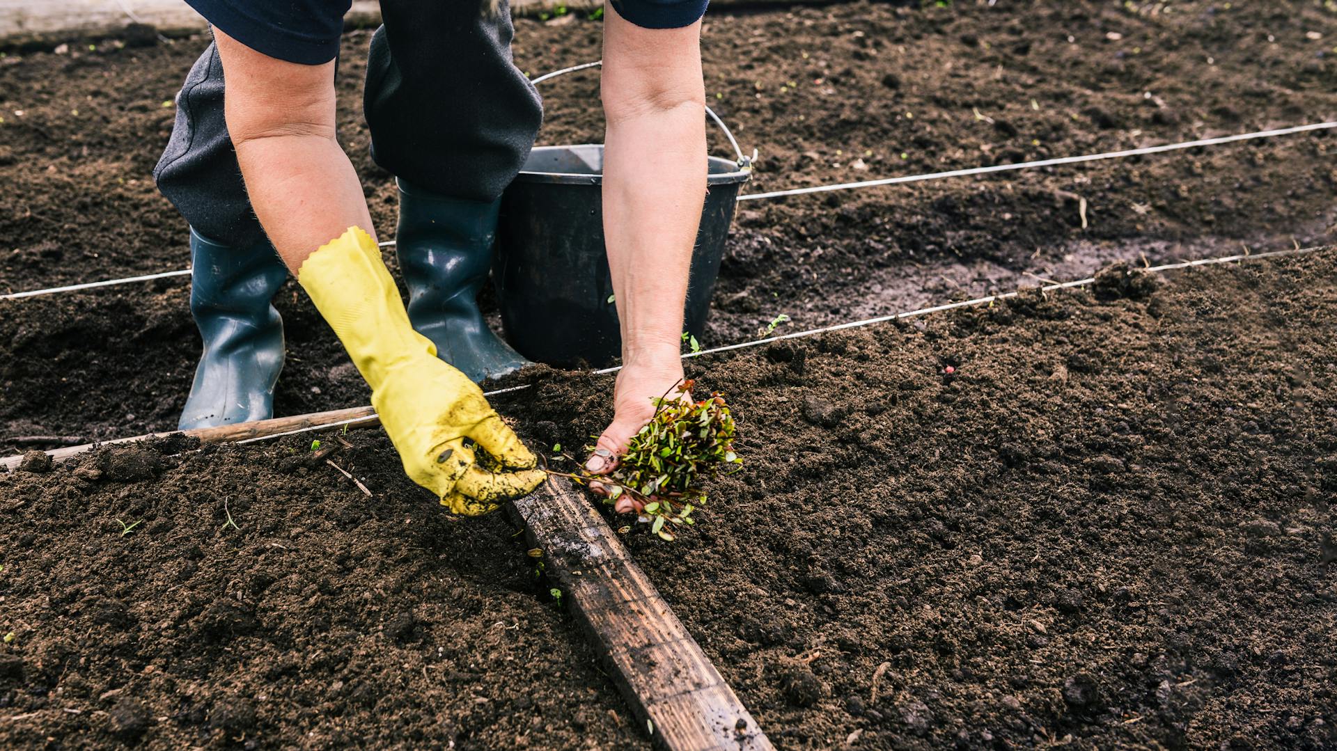 Jemand setzt Cranberrypflanzen in ein Beet.