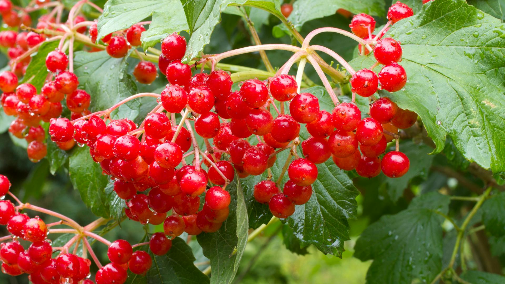 Cranberry der Sorte „Nanum“ hängt am Strauch.