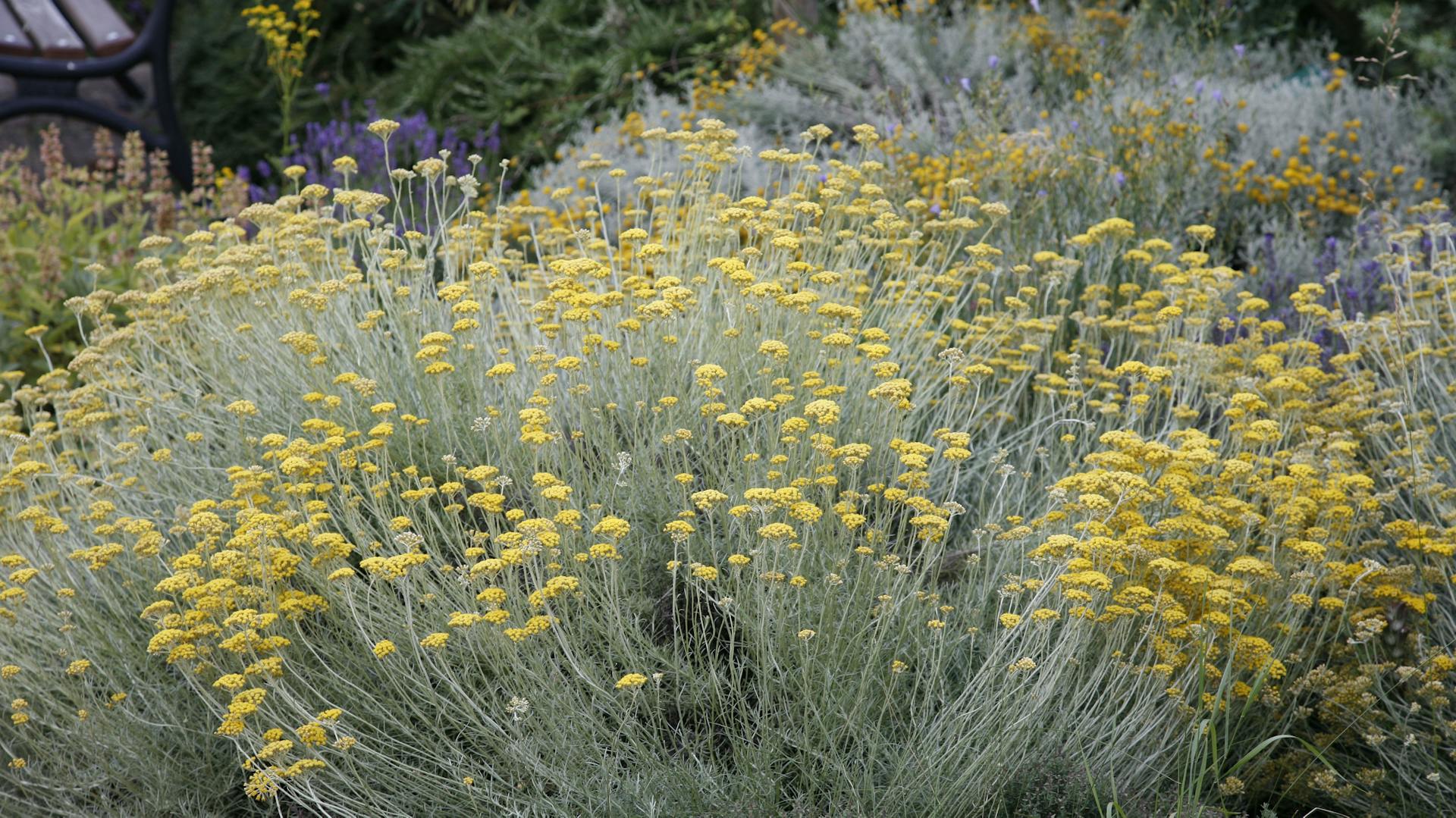 Gelb blühendes Currykraut im Garten
