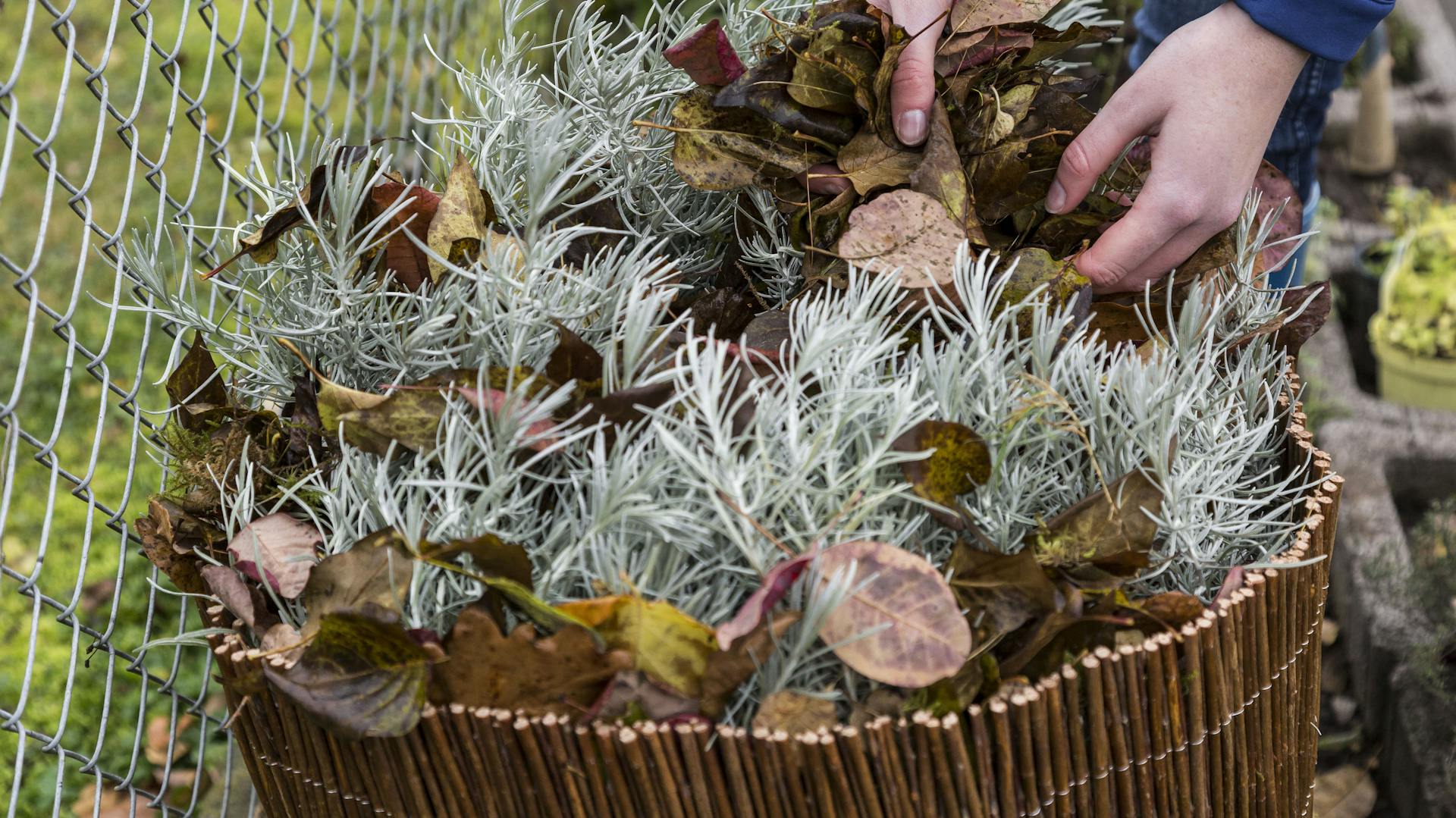 Currykraut im Pflanzkübel mit Winterschutz