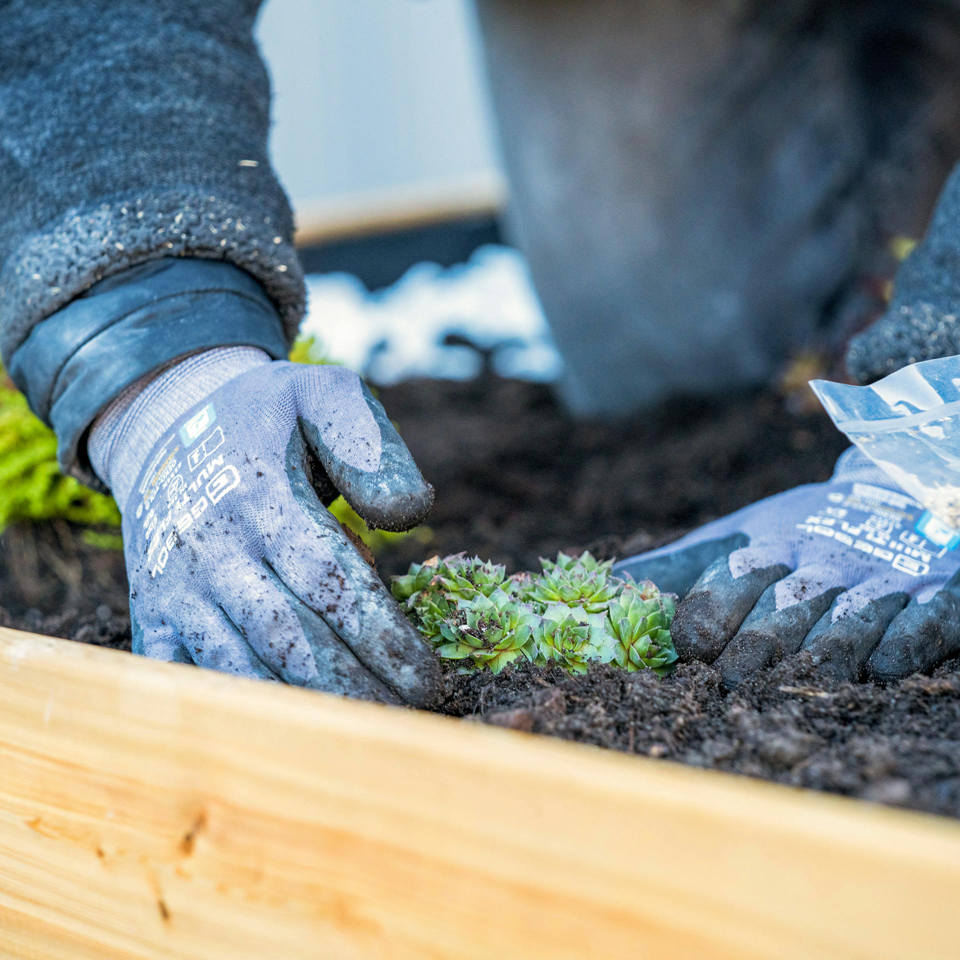 Hände bepflanzen ein Dach mit Sukkulenten