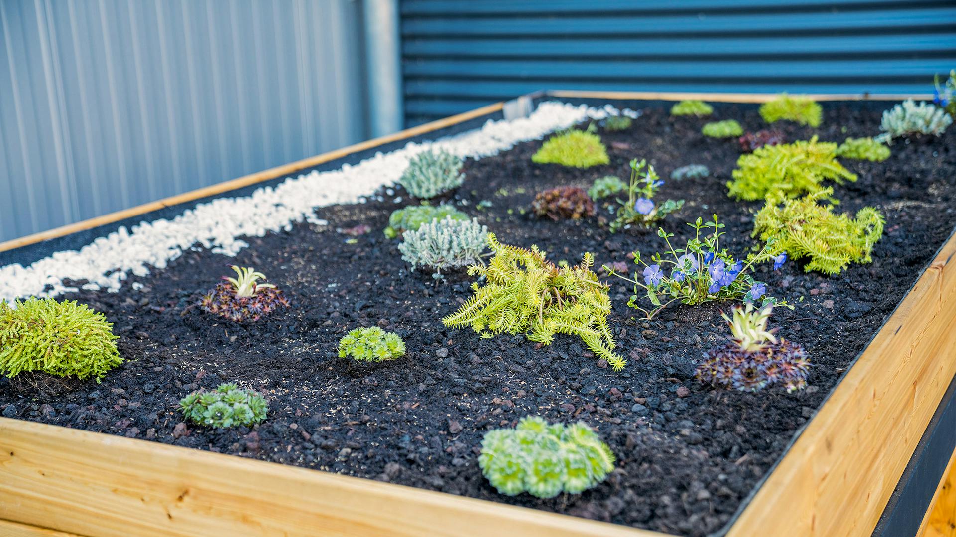 Dachbegrünung selber machen