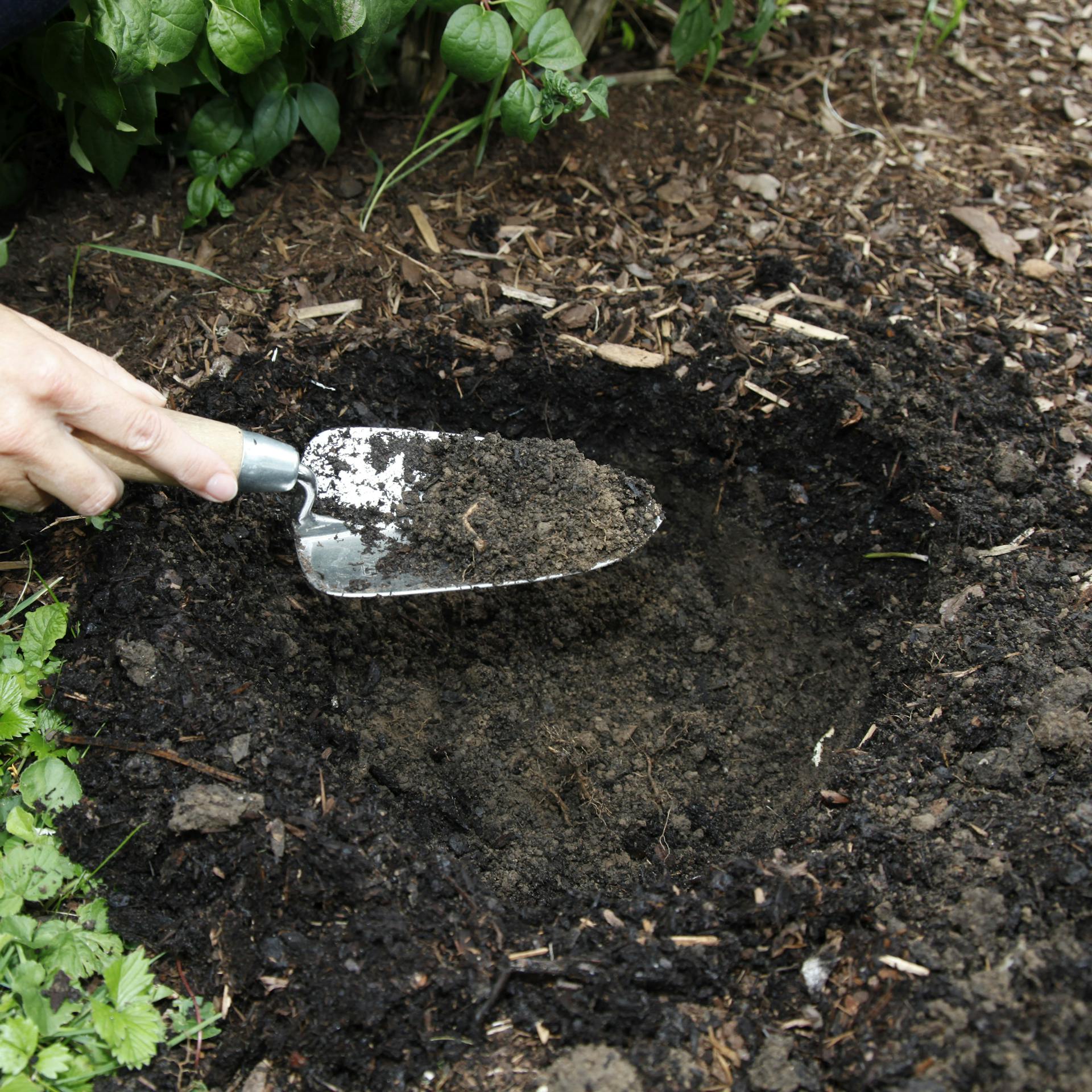 Jemand hebt ein Pflanzloch aus