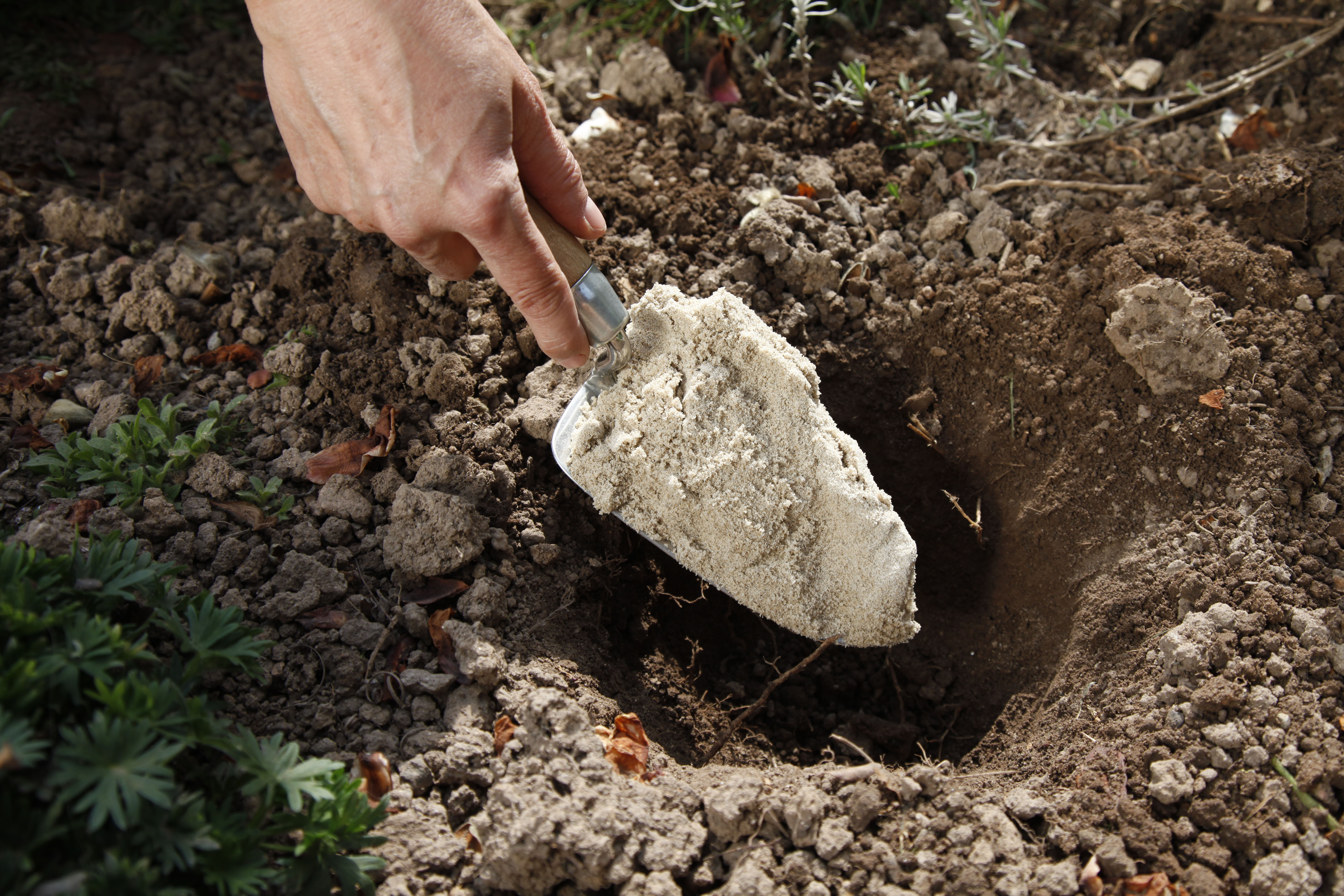 Eine Person gibt Sand in ein Pflanzloch