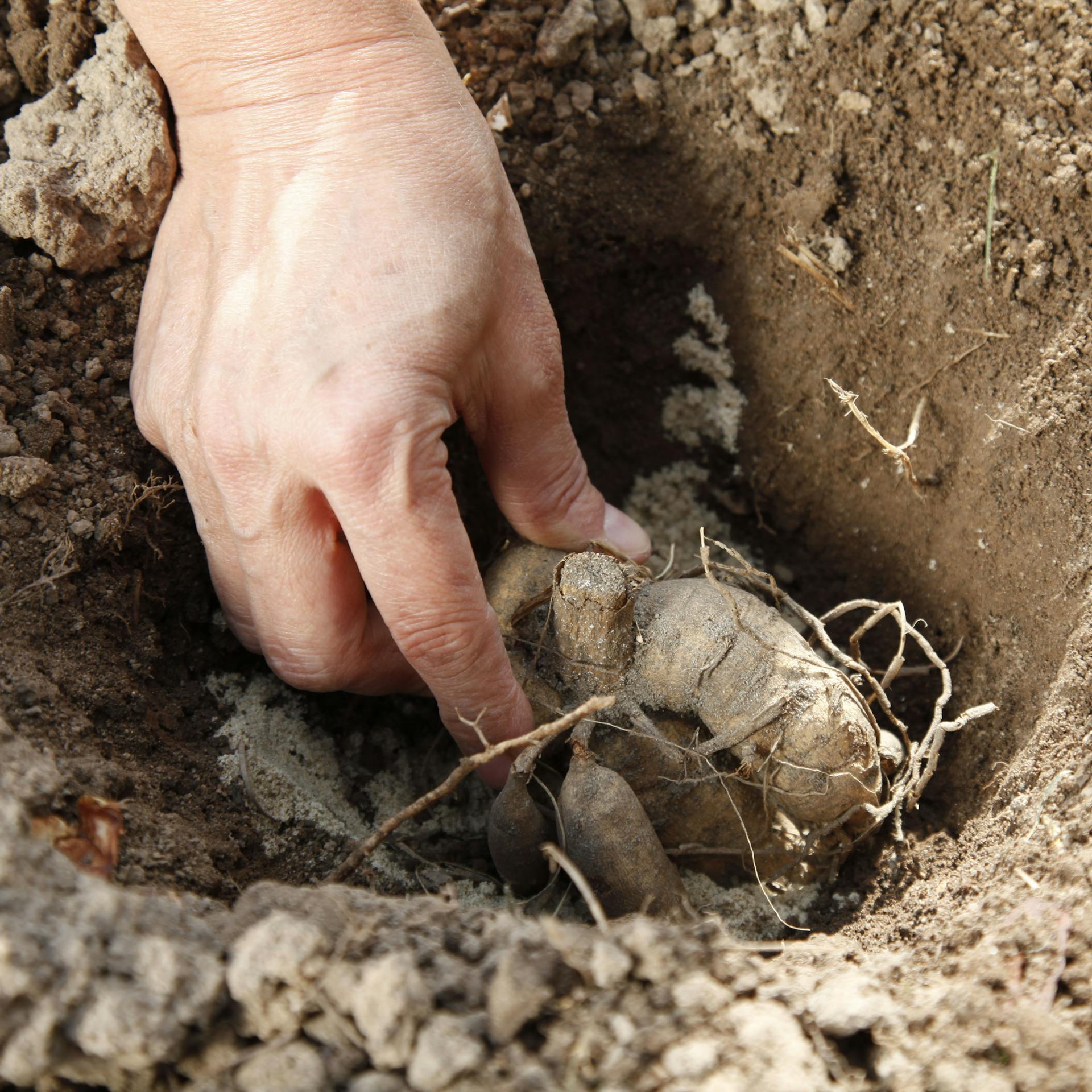 Jemand platziert die Knolle einer Dahlie in einem Pflanzloch