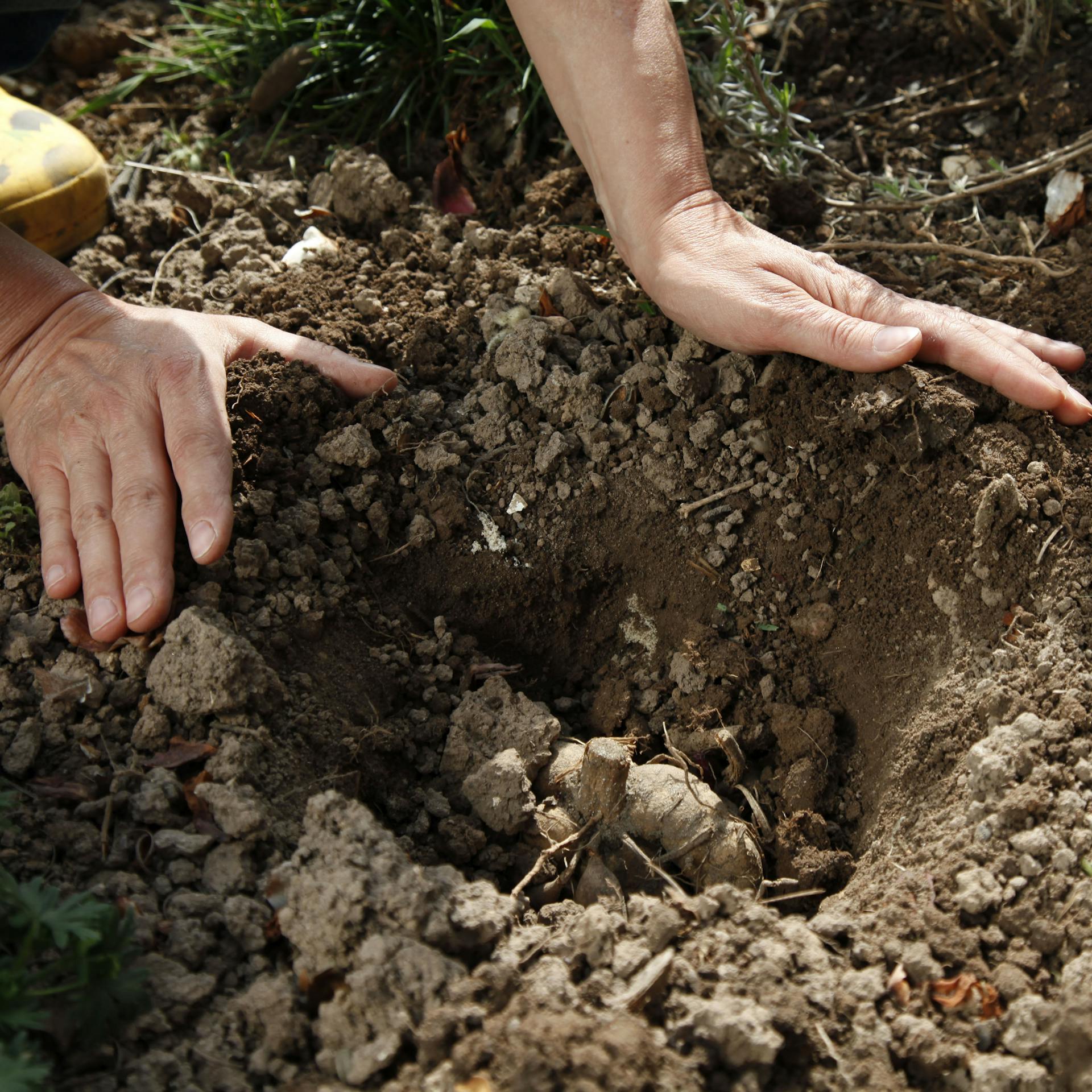 Jemand bedeckt die Dahlienknolle mit Erde