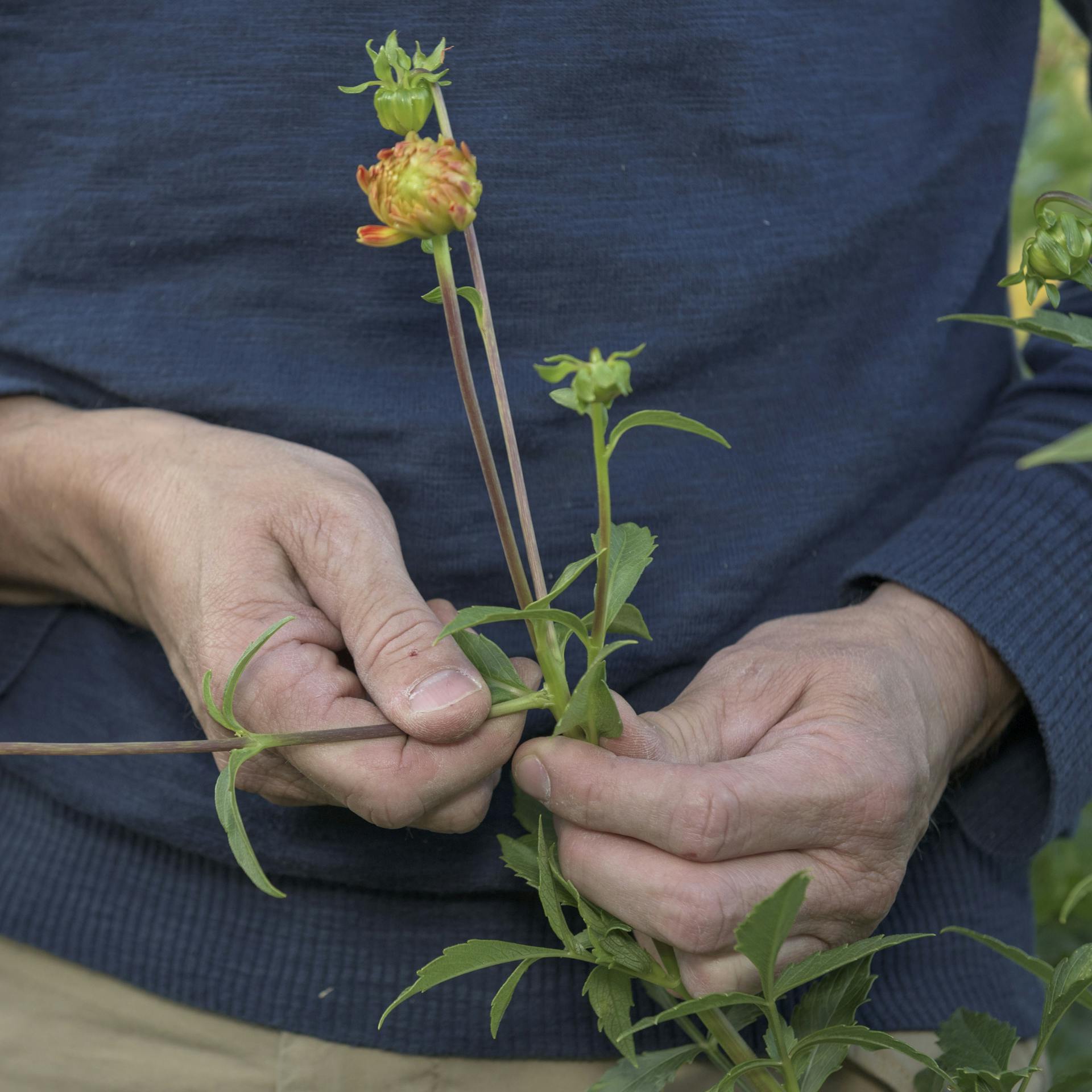 Junge Dahlie wird pinziert