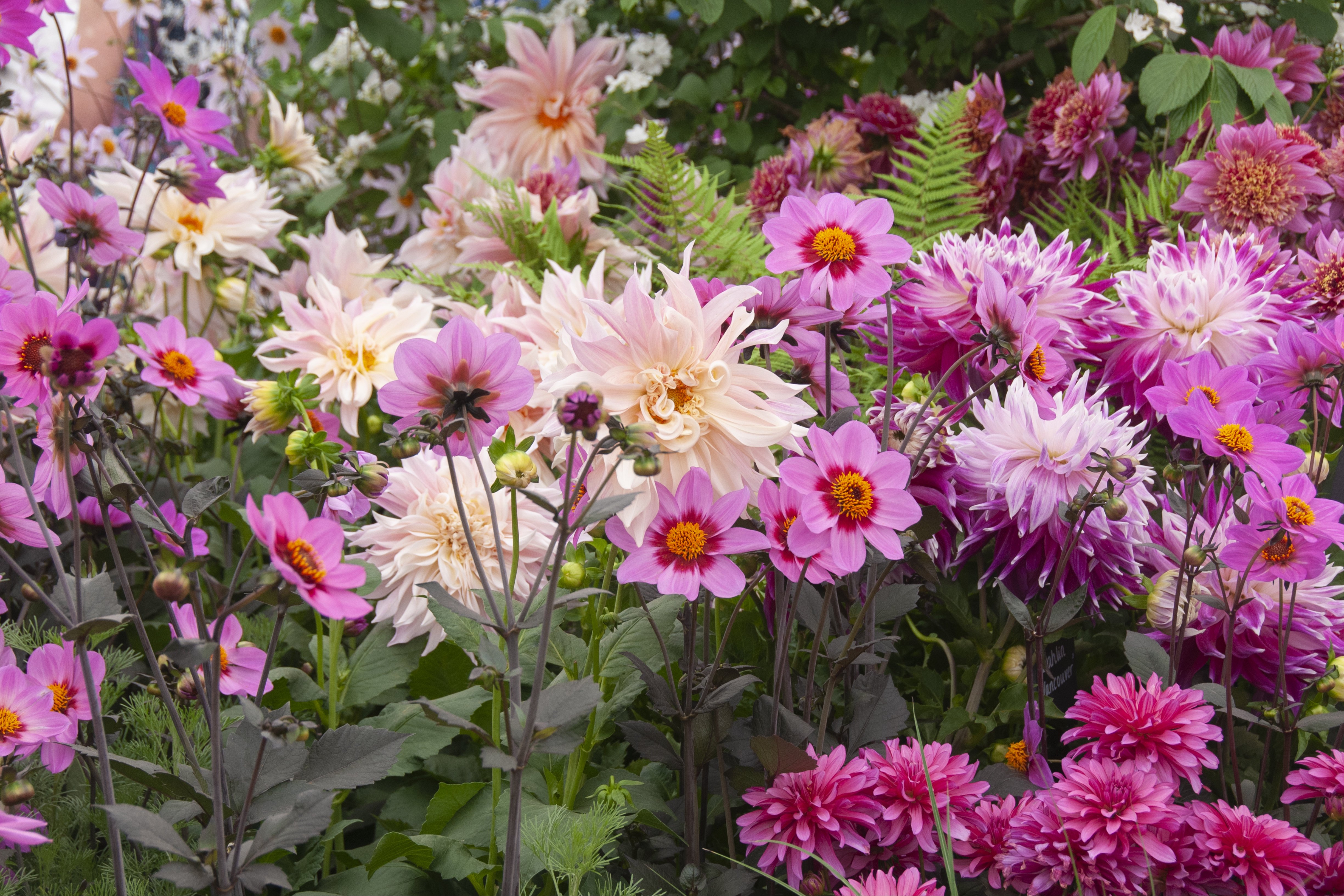 Dahlien überwintern SchrittfürSchrittAnleitung OBI