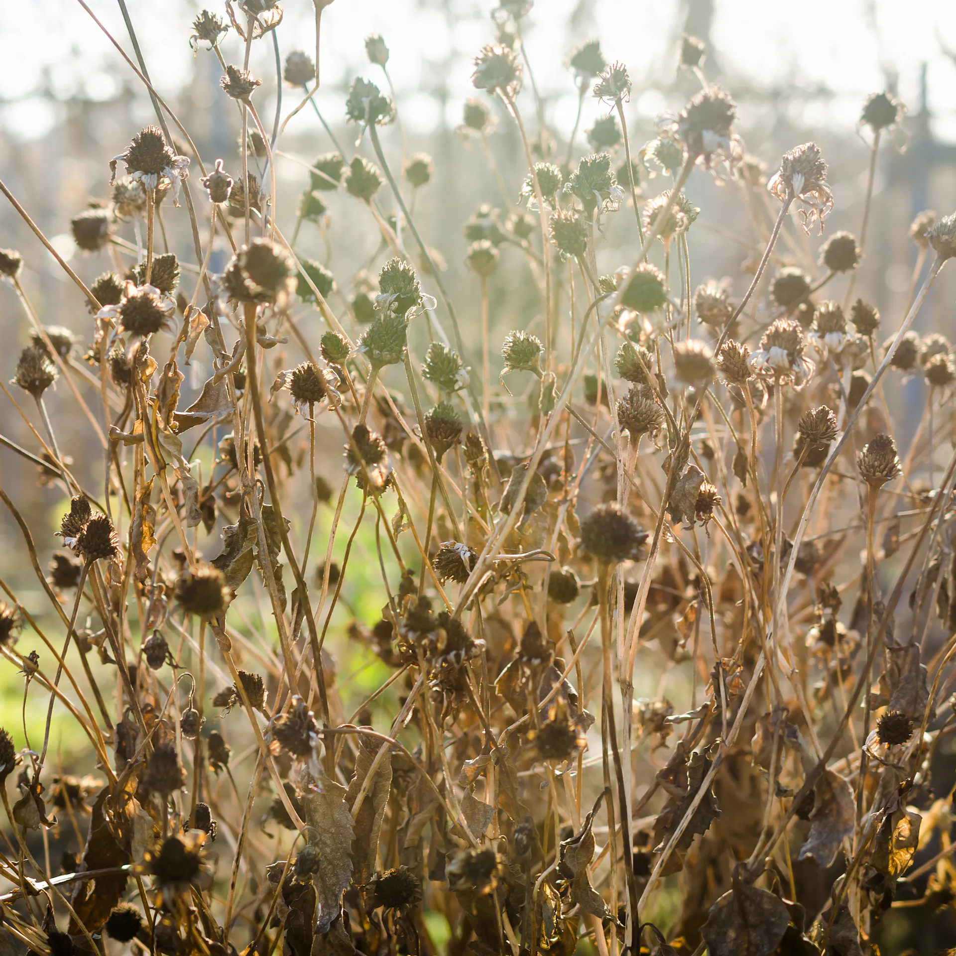 Verwelkte Dahlien im Winter