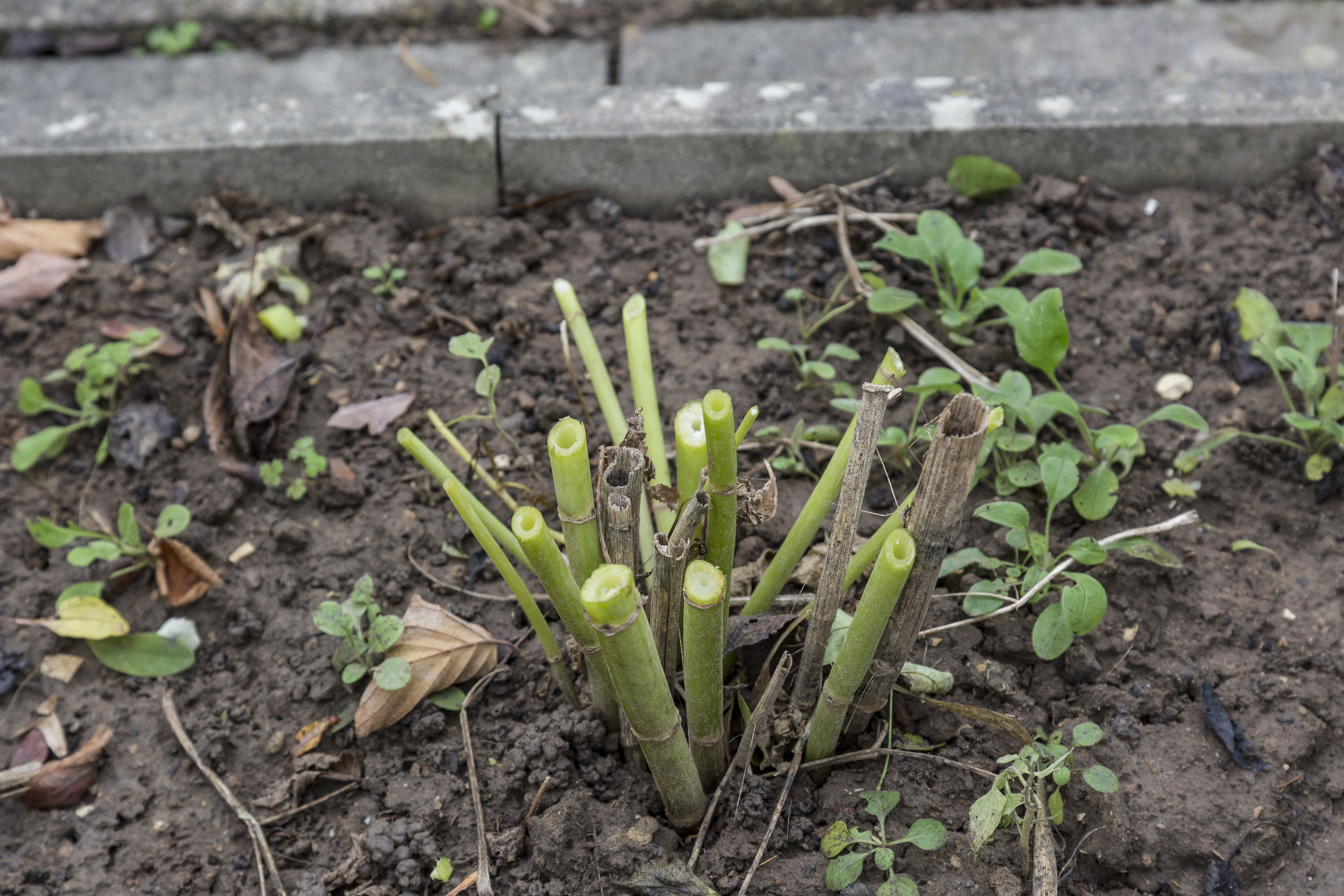 Geschnittene Dahlien in einem Beet.