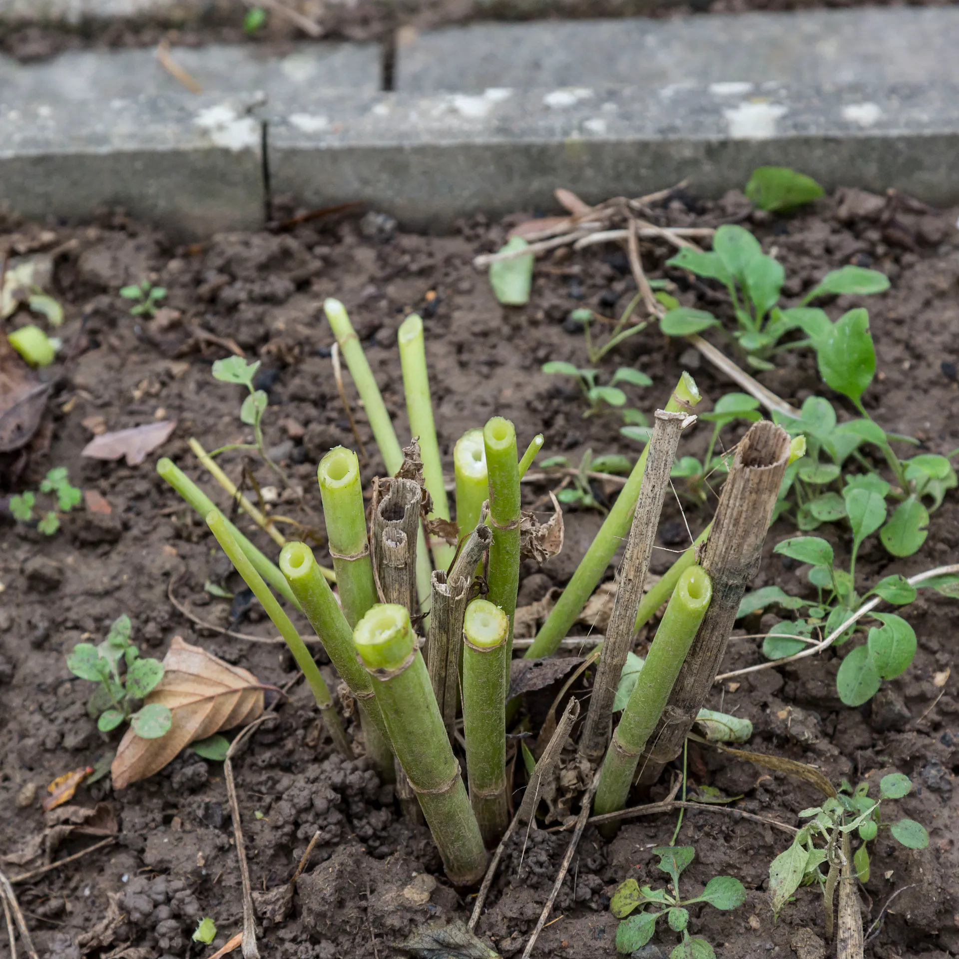 Geschnittene Dahlien in einem Beet.