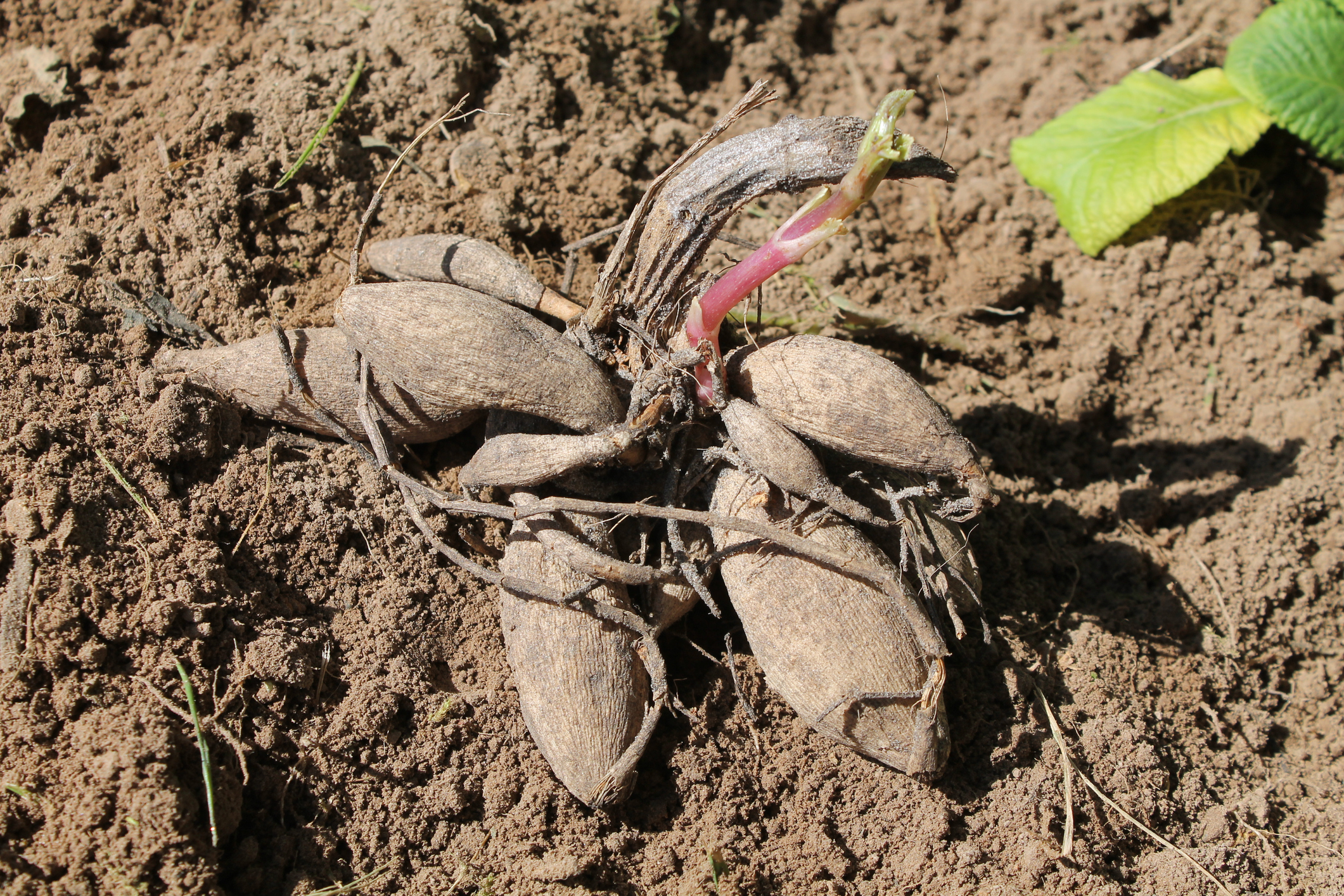 Sandige Knollen von Dahlien auf einem Beet