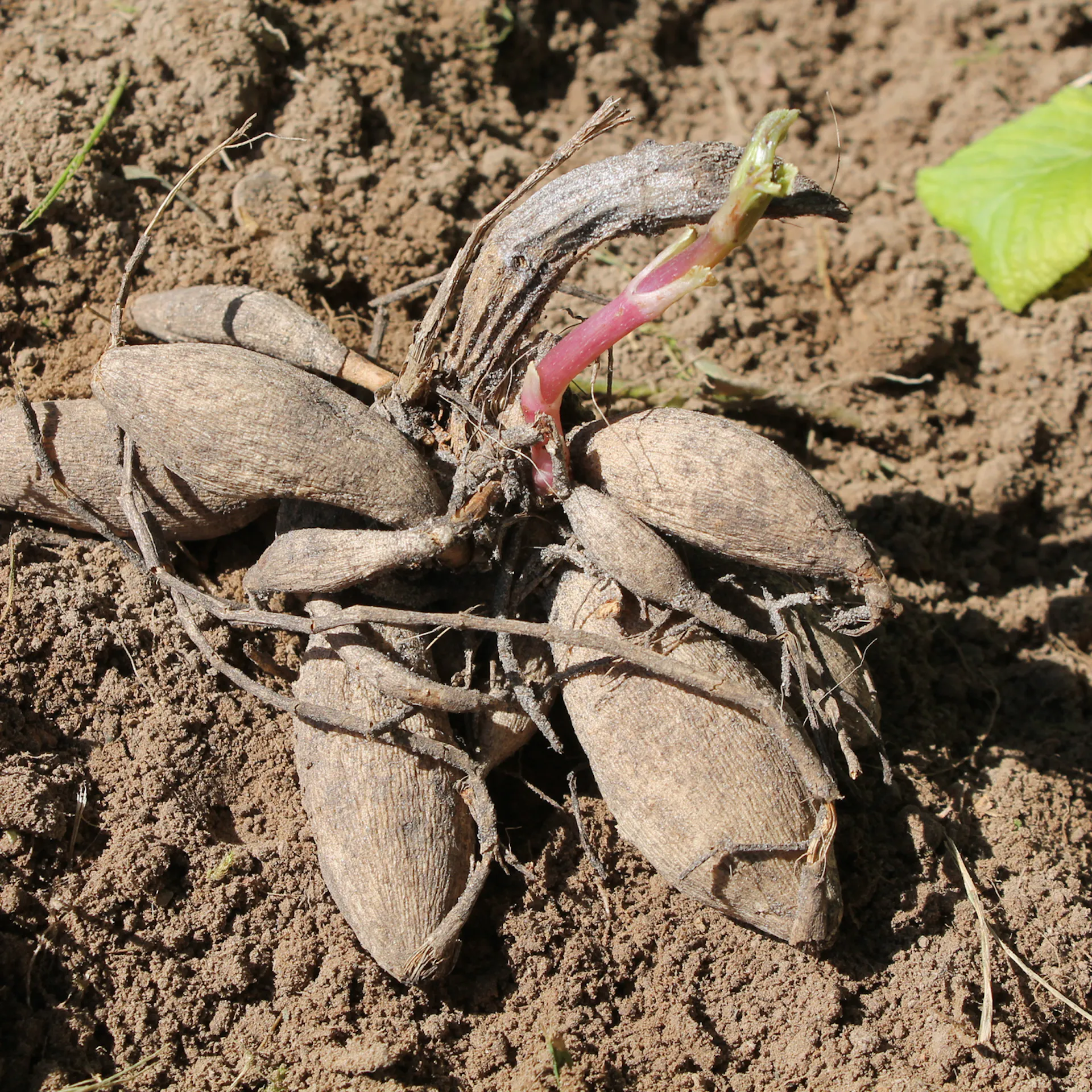 Sandige Knollen von Dahlien auf einem Beet