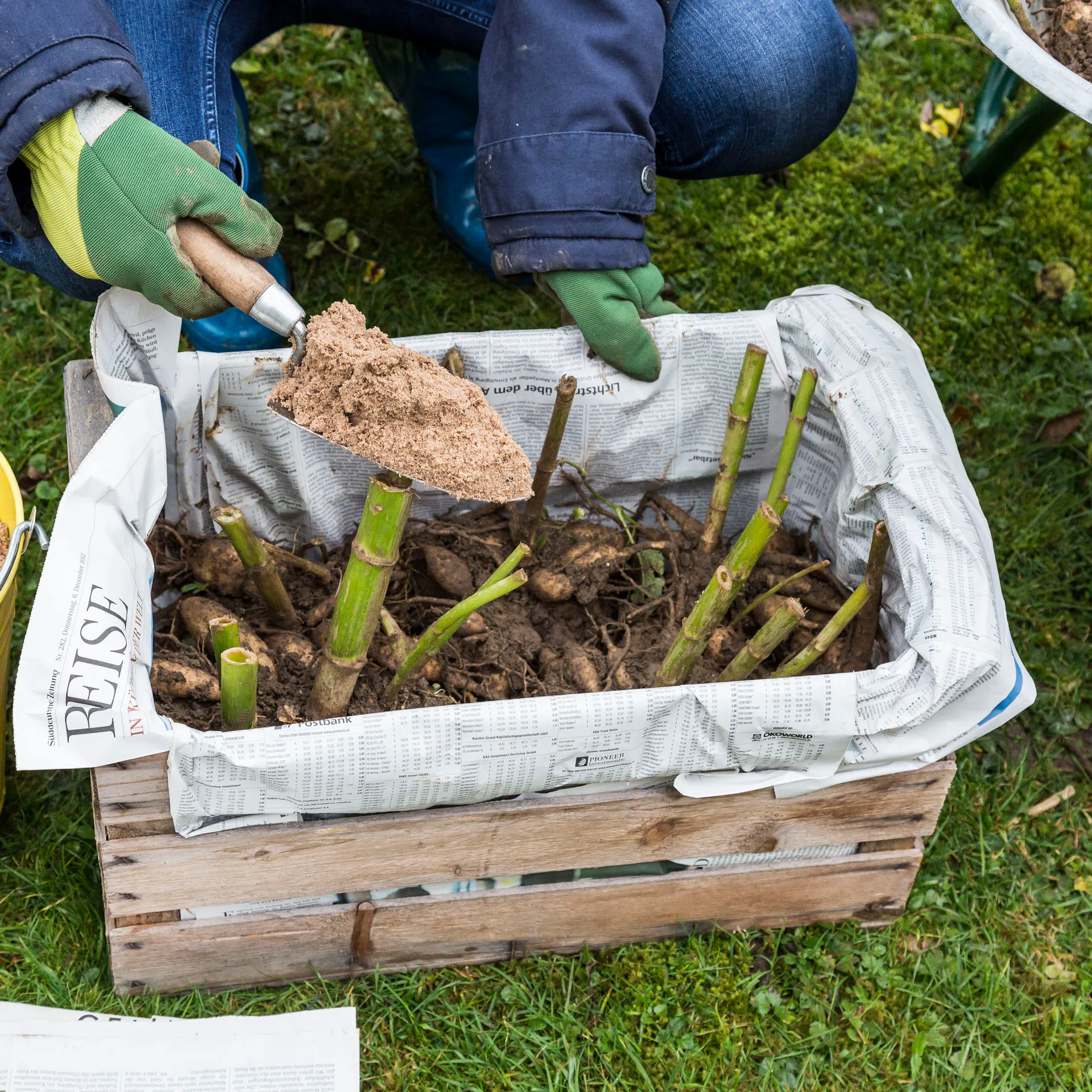 Dahlien überwintern in einer Kiste