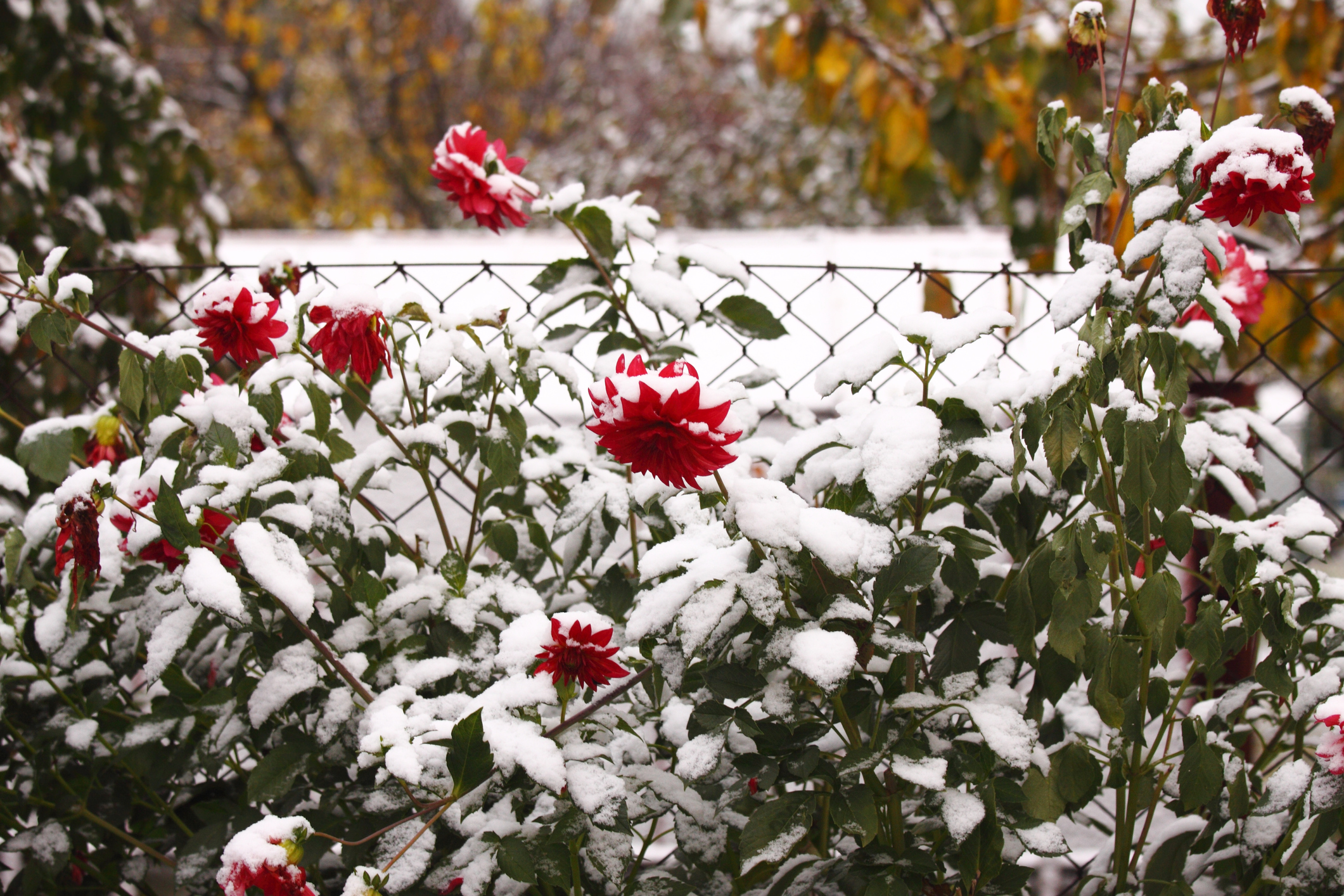 Schneebedeckte Dahlienblüte im Winter
