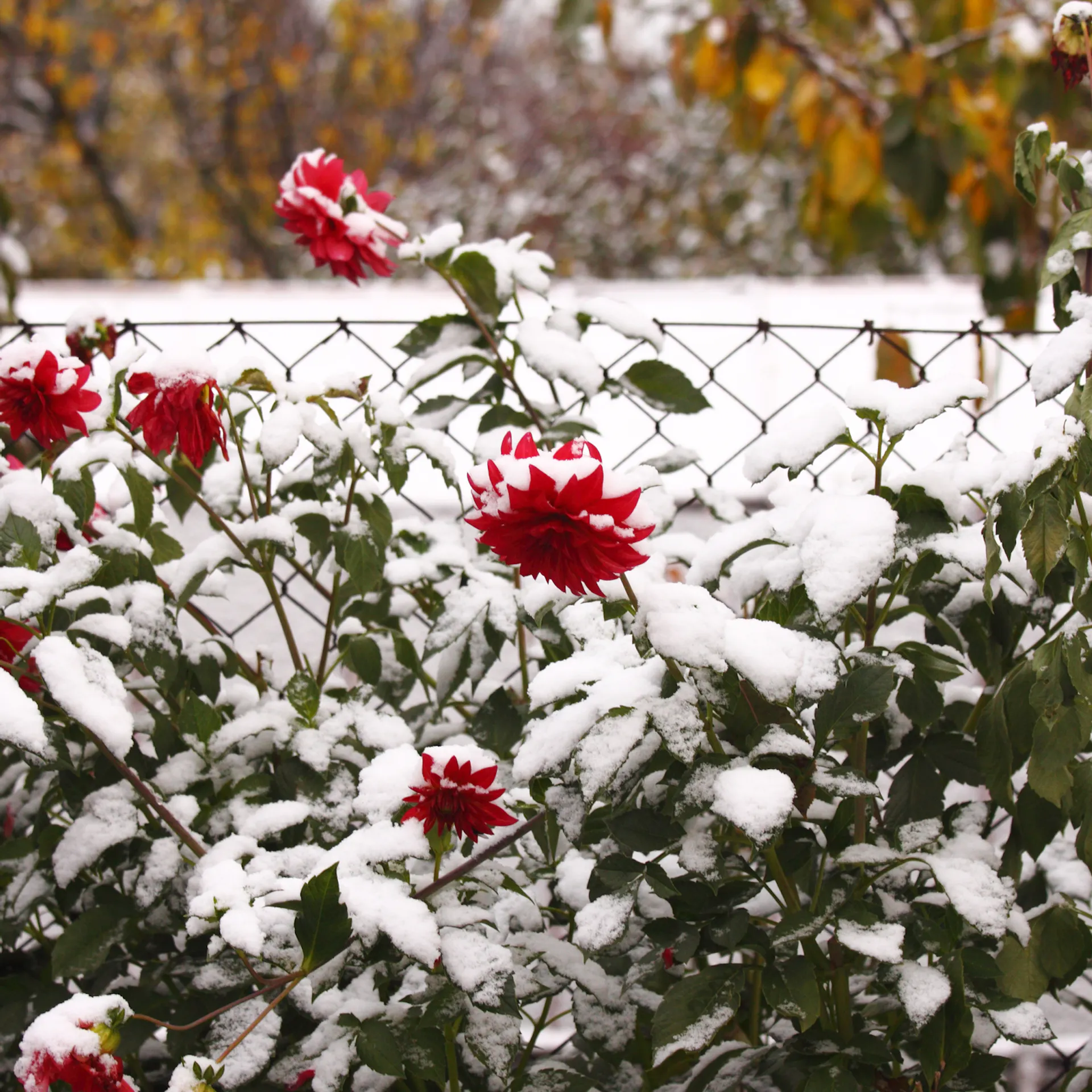 Schneebedeckte Dahlienblüte im Winter