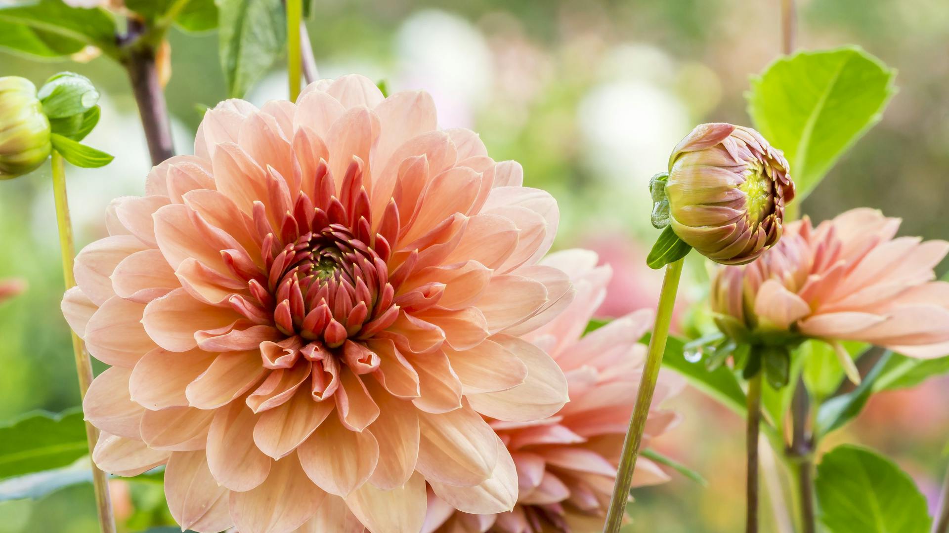 Hellorange blühende Dahlien.