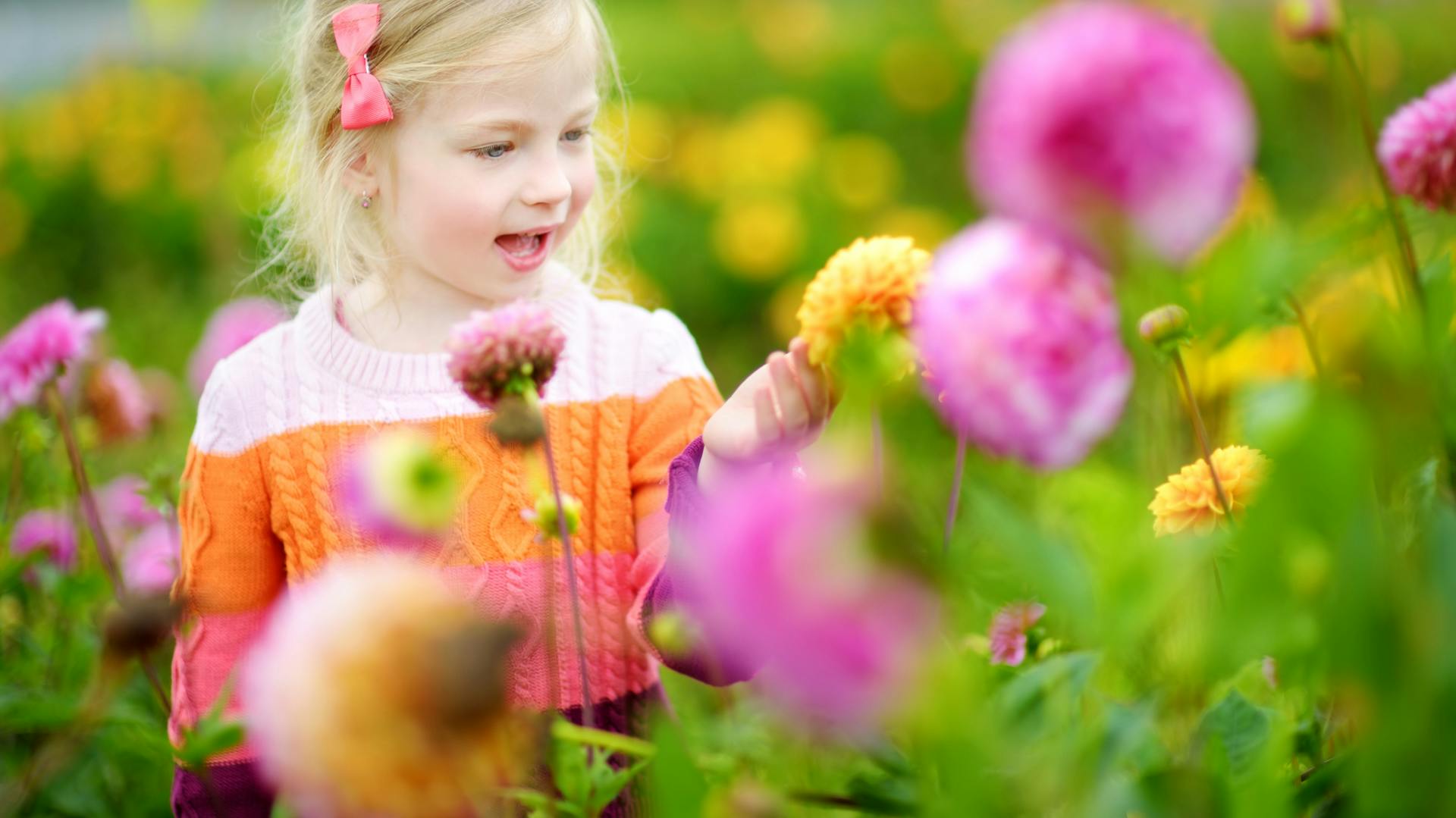 Ein Kind in einem Garten voller verschiedenfarbiger Dahlien.