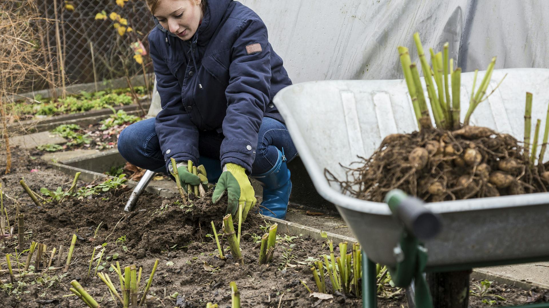 Eine Frau gräbt den Wurzelballen der Dahlie aus.