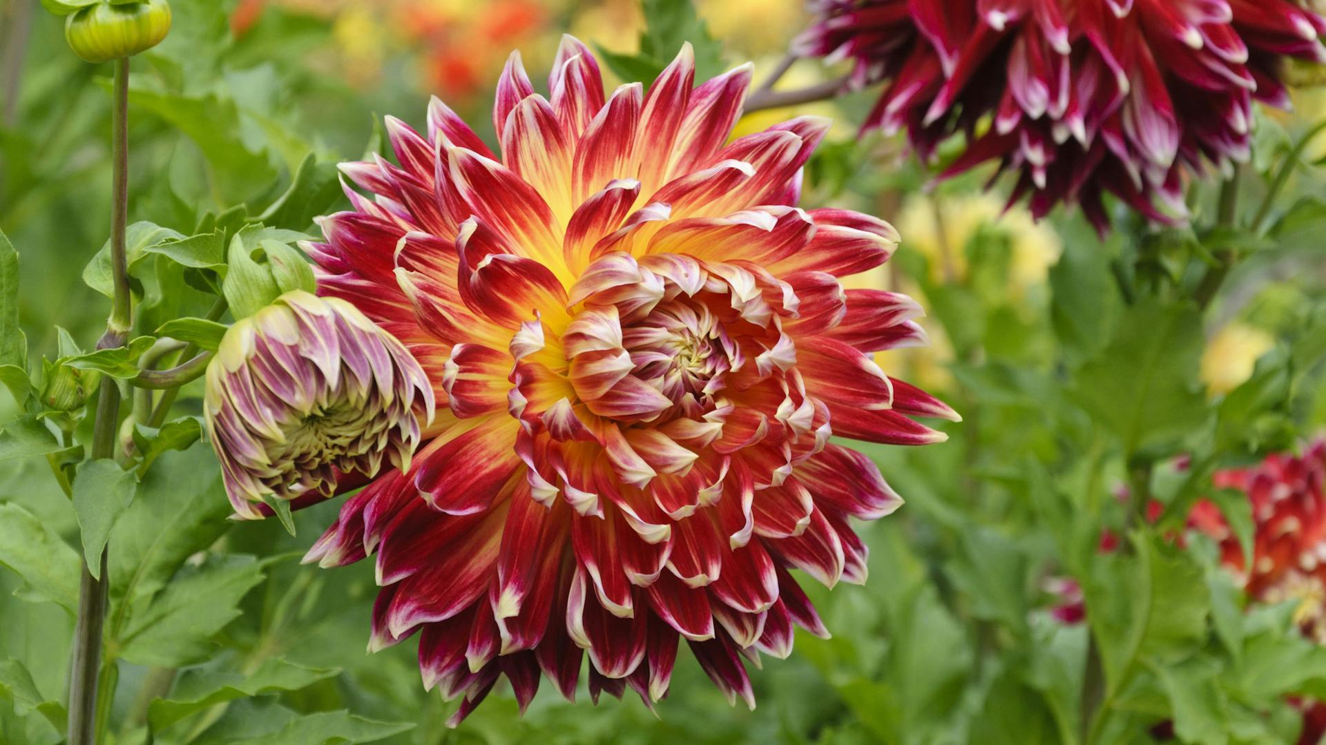 Blühende Akita-Dahlie.