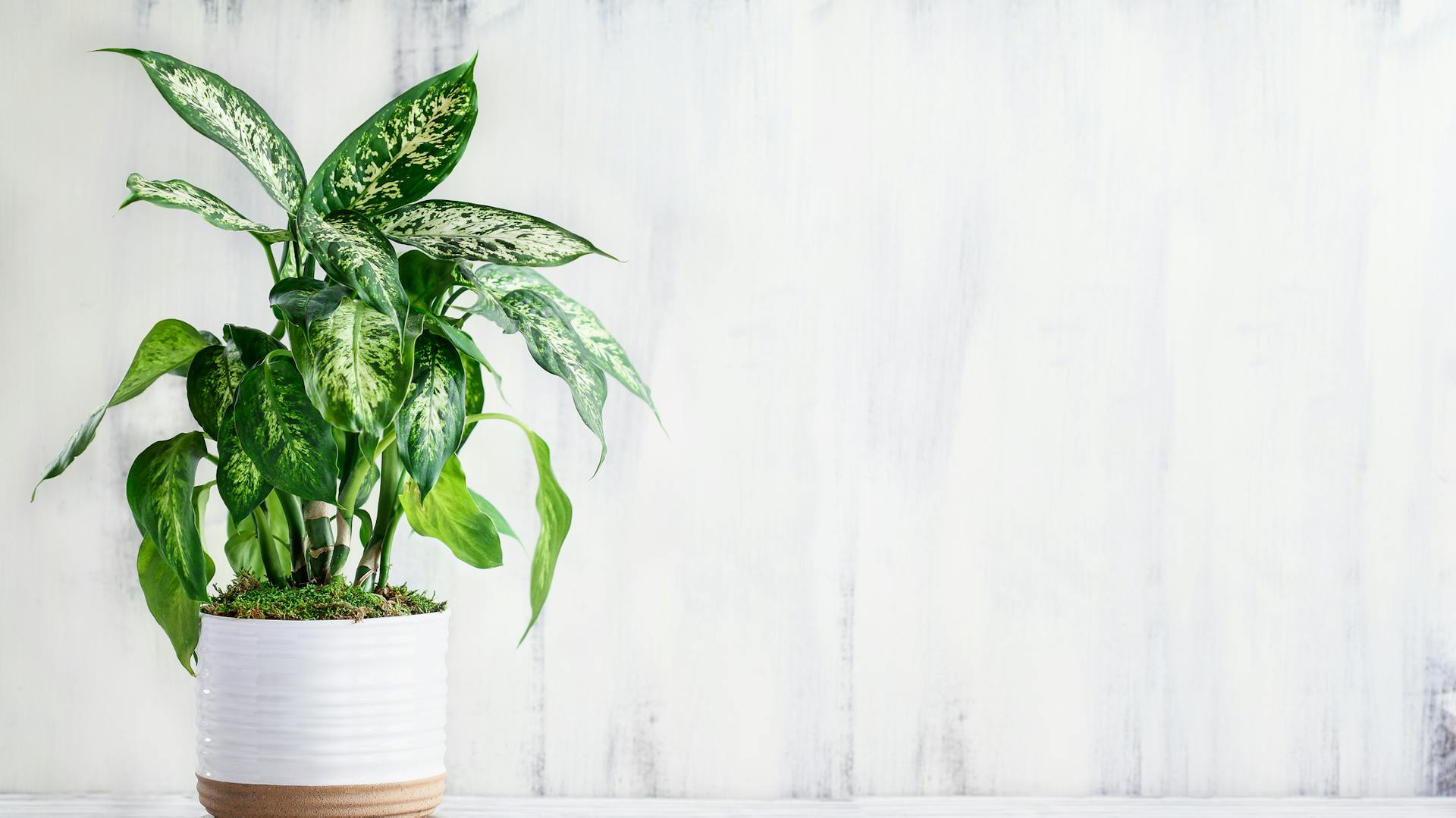 Eine Dieffenbachie im Topf