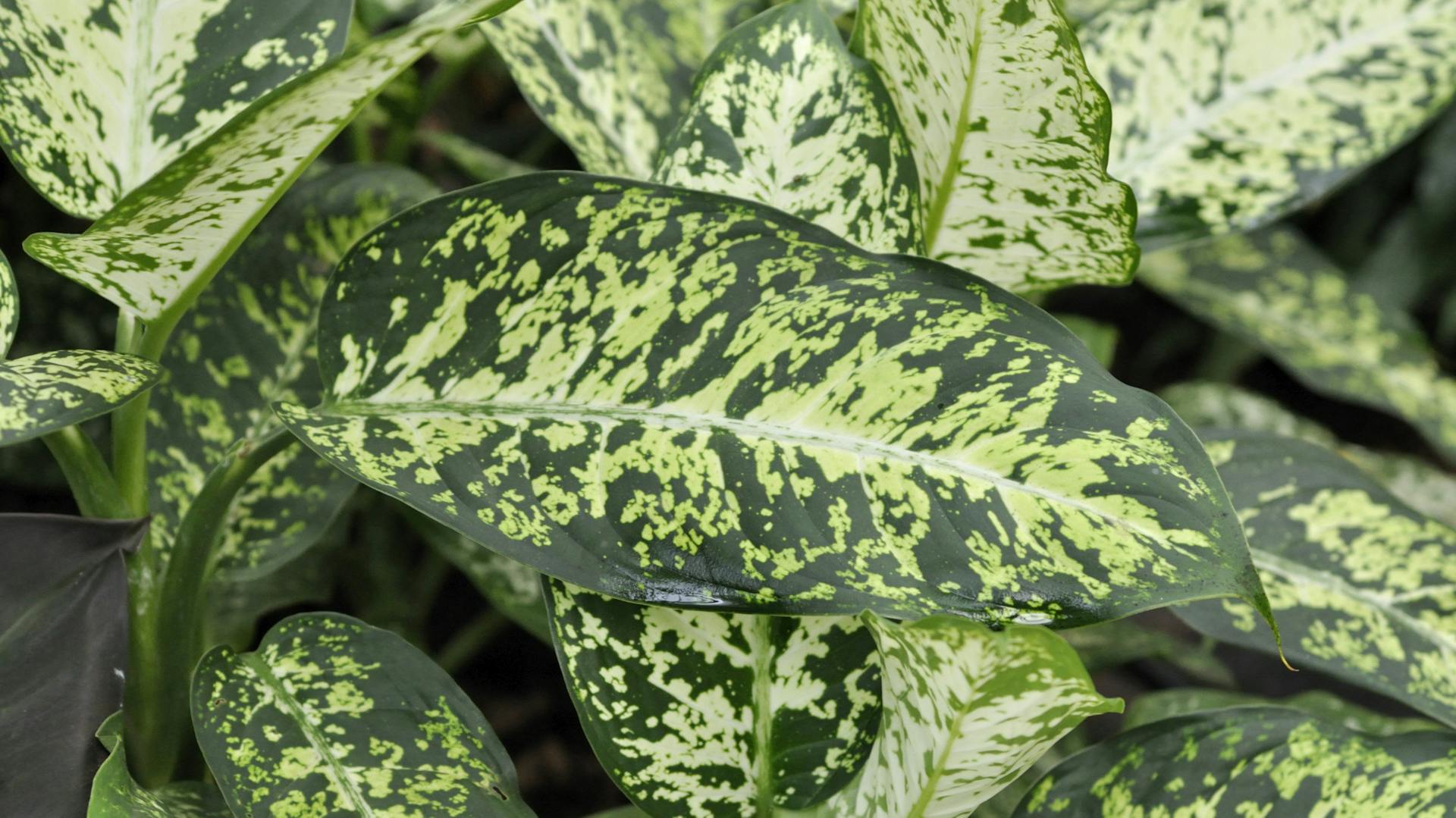 Blätter der Dieffenbachie