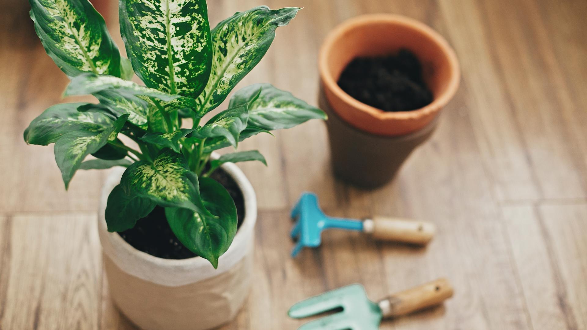 Eine junge Dieffenbachie vor dem Umtopfen