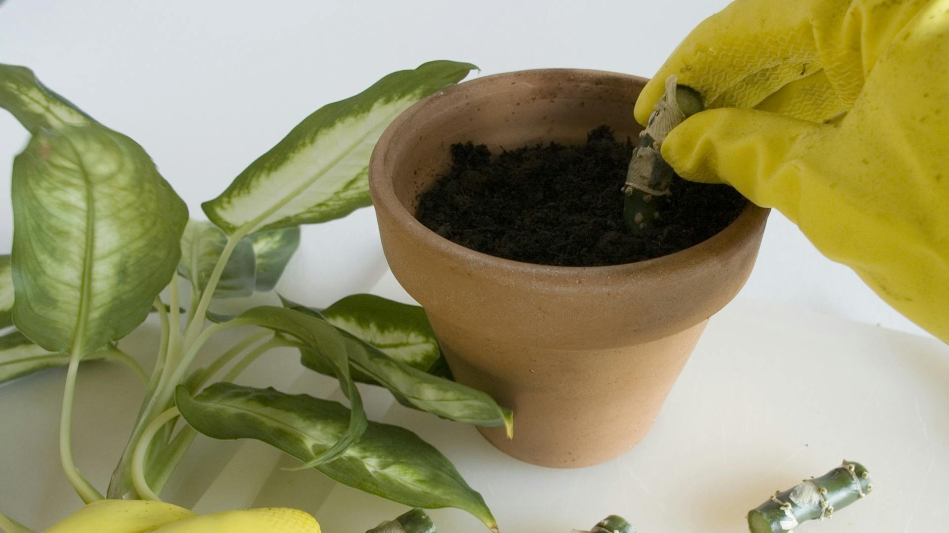 Jemand vermehrt die Dieffenbachie in einem Pflanztopf.