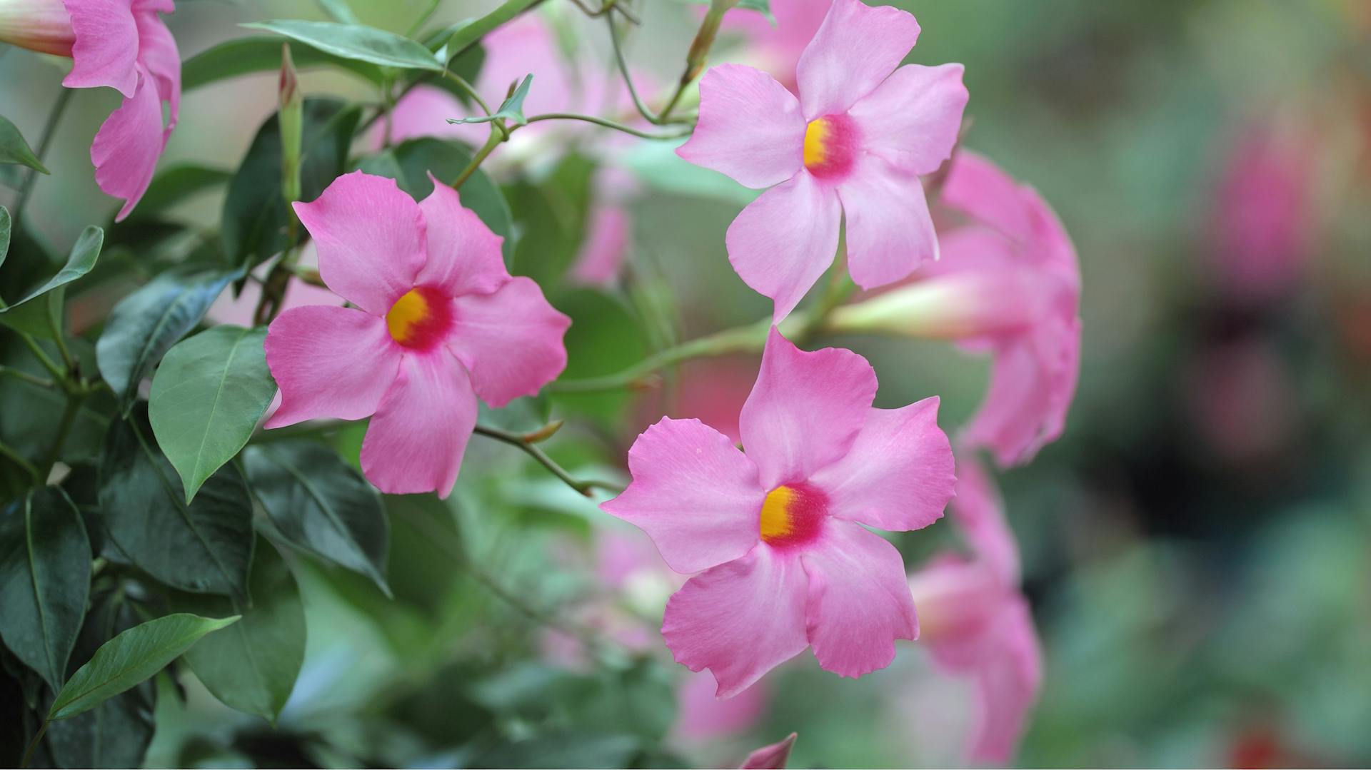 Rosa blühende Dipladenia.
