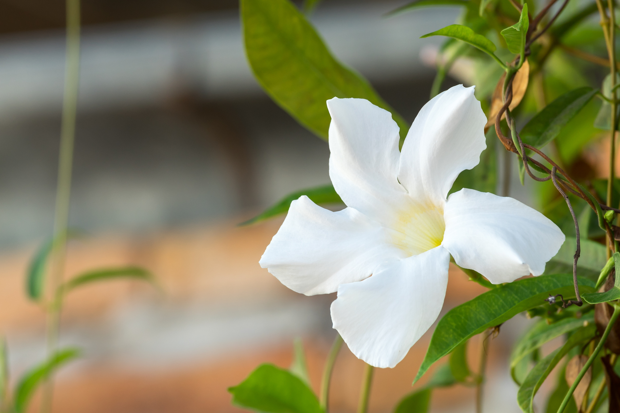 Dipladenia richtig pflanzen und pflegen OBI