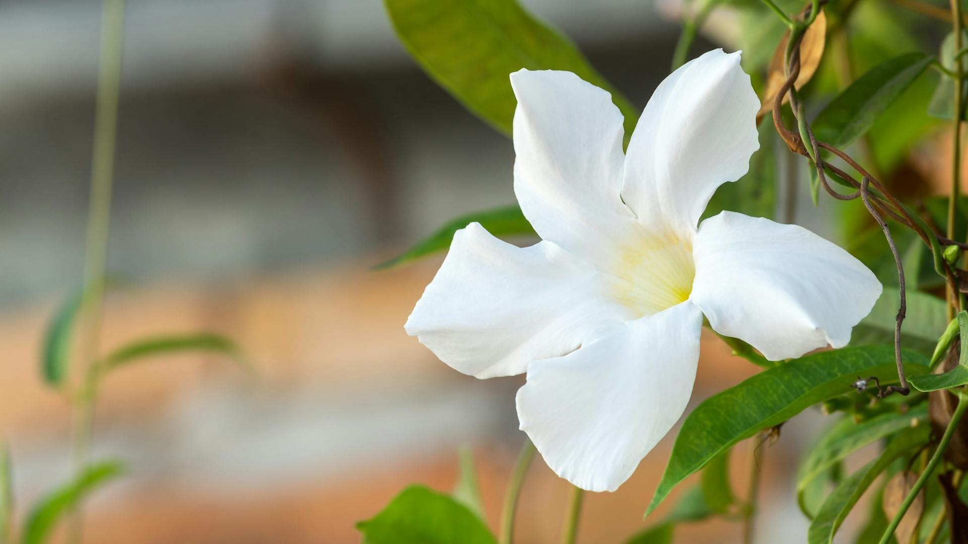 Dipladenia richtig pflanzen und pflegen OBI