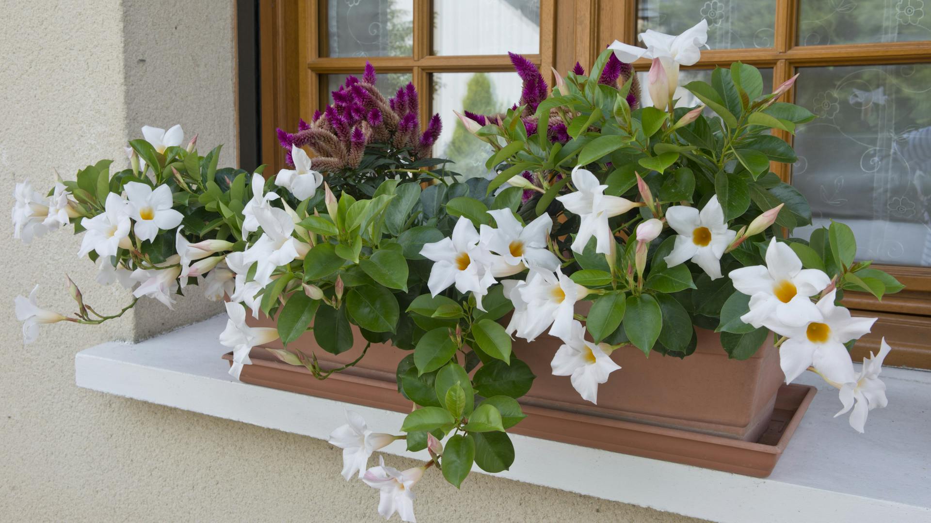 Dipladenia in einem Pflanzkasten.