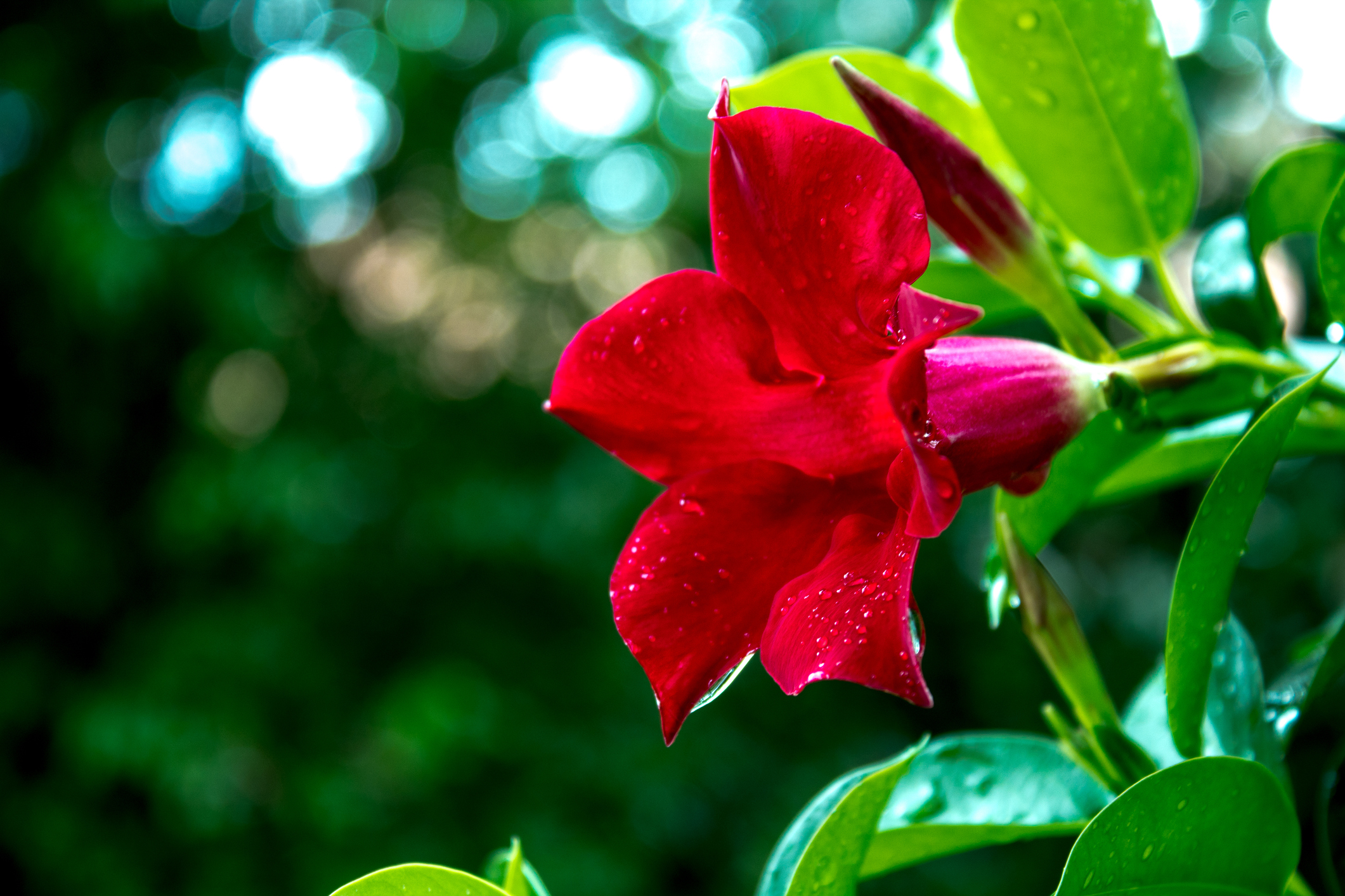 Dipladenia richtig pflanzen und pflegen OBI