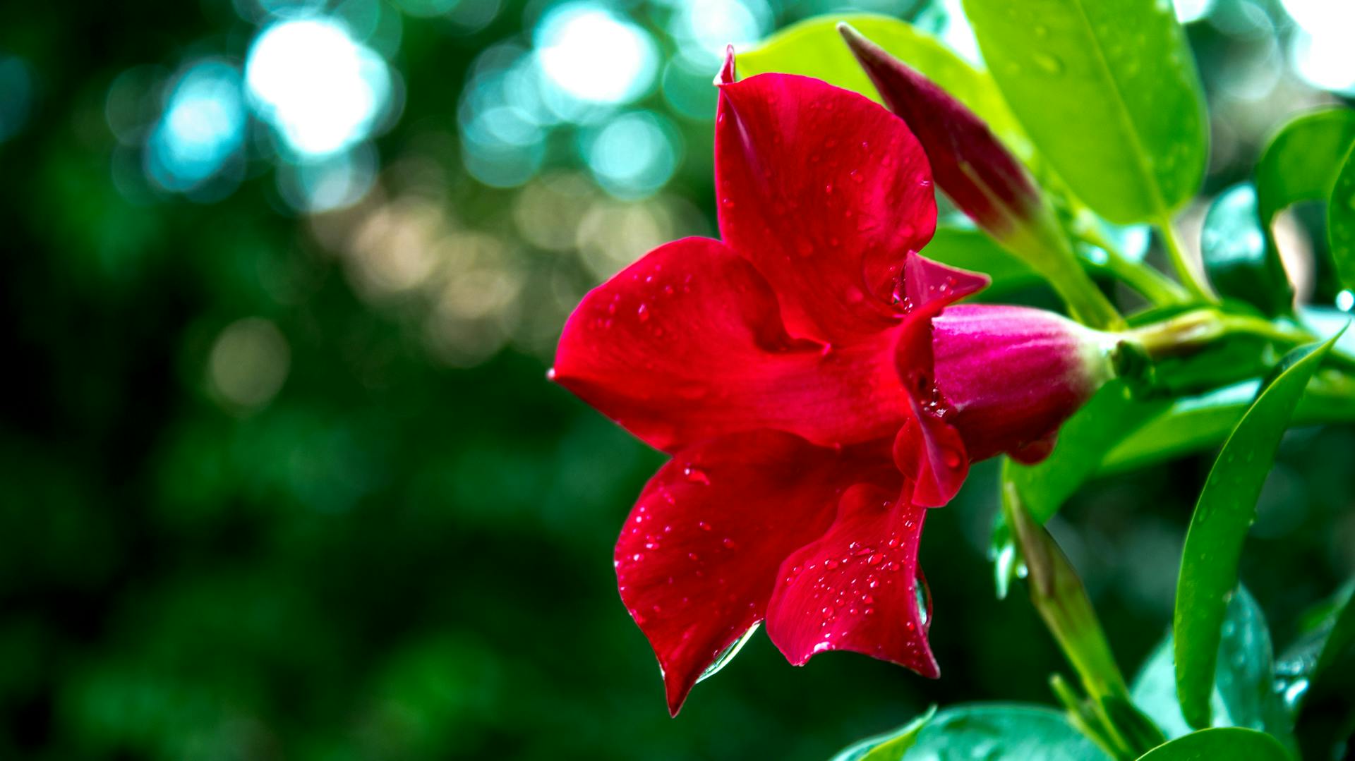 Rot blühende Dipladenia.
