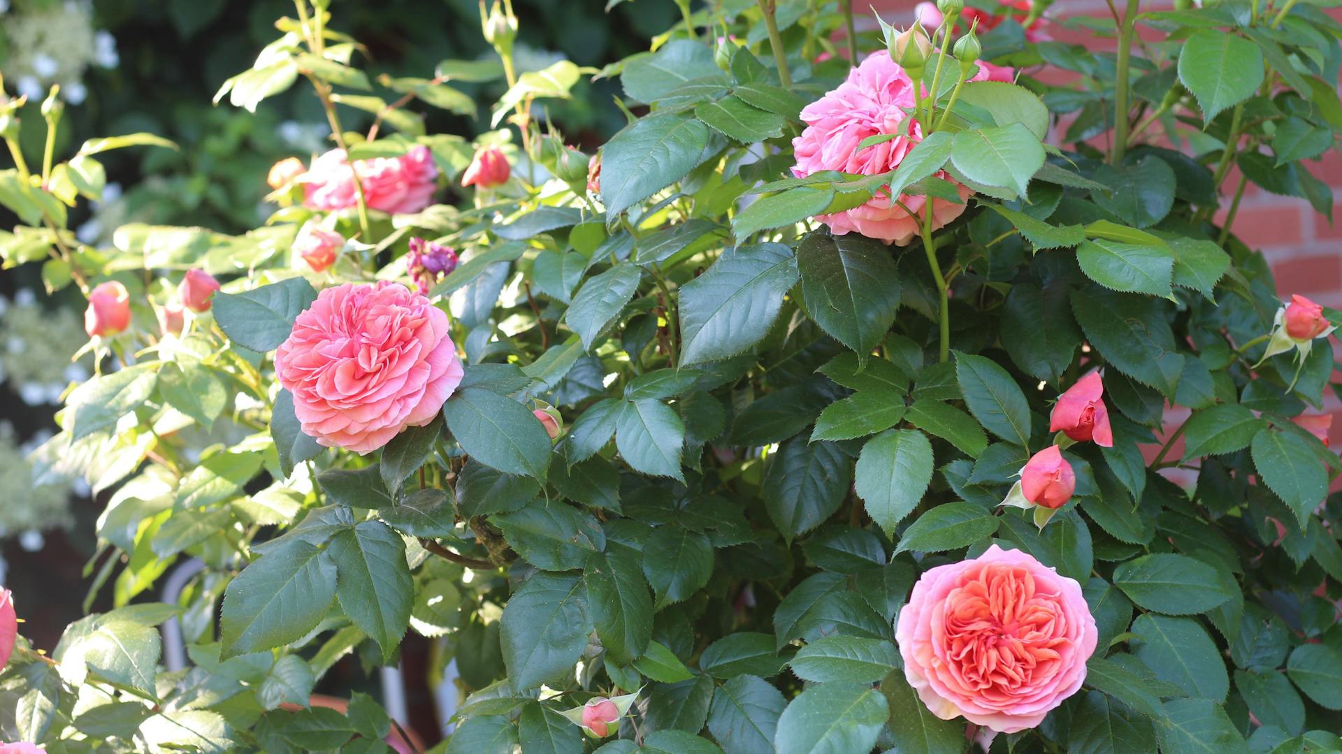 Blühende Edelrose im Garten