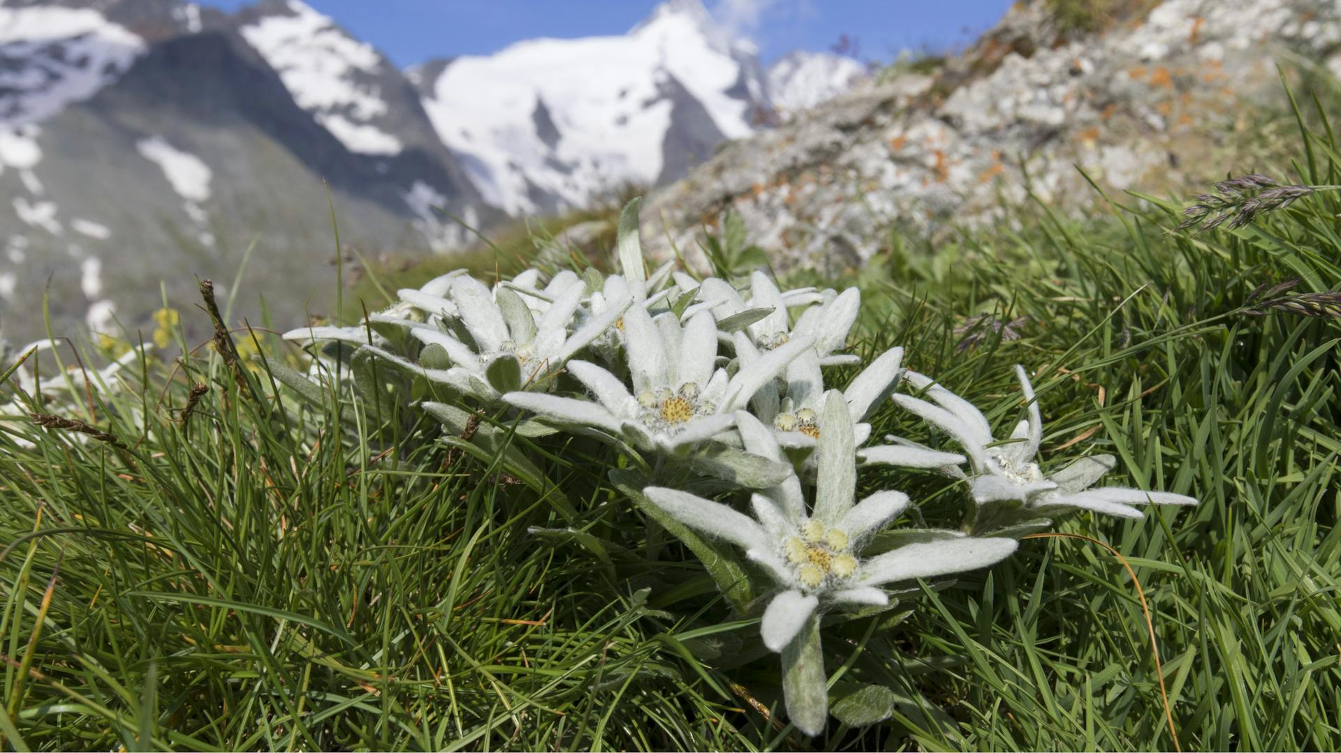 Jacek Jacobi photos, images, assets Adobe Stock