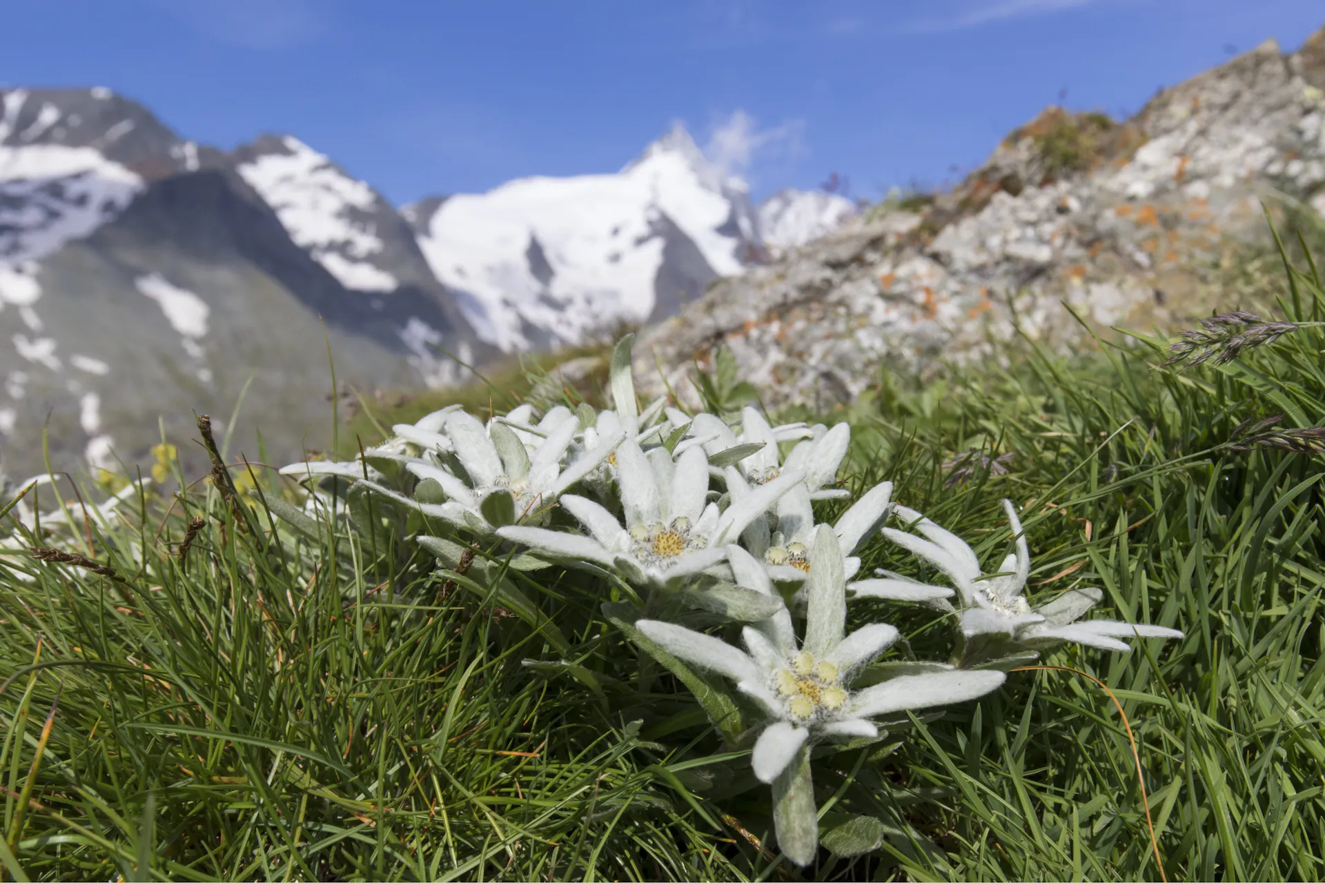 Edelweiss Guide Et Aper u Des Caract ristiques OBI Edelweiss Guide Et Aper u Des Caract ristiques OBI