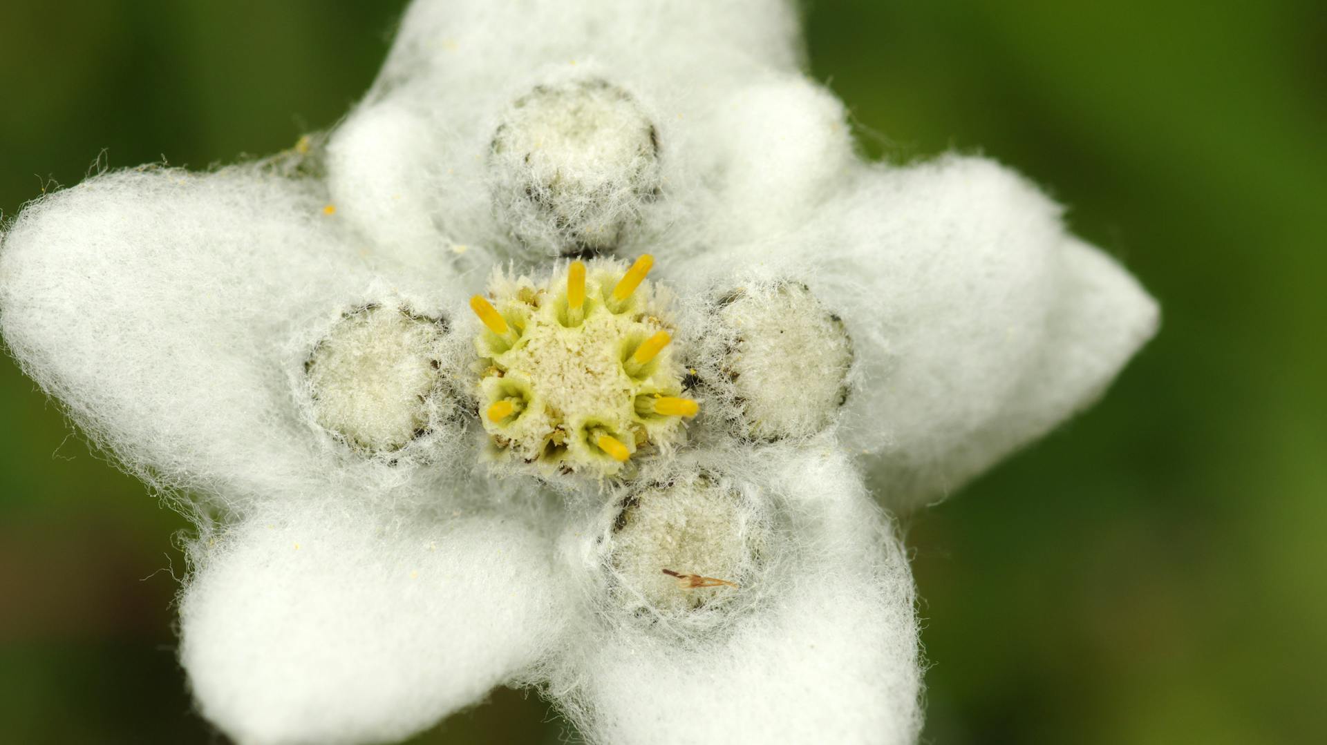 Blühendes Edelweiß