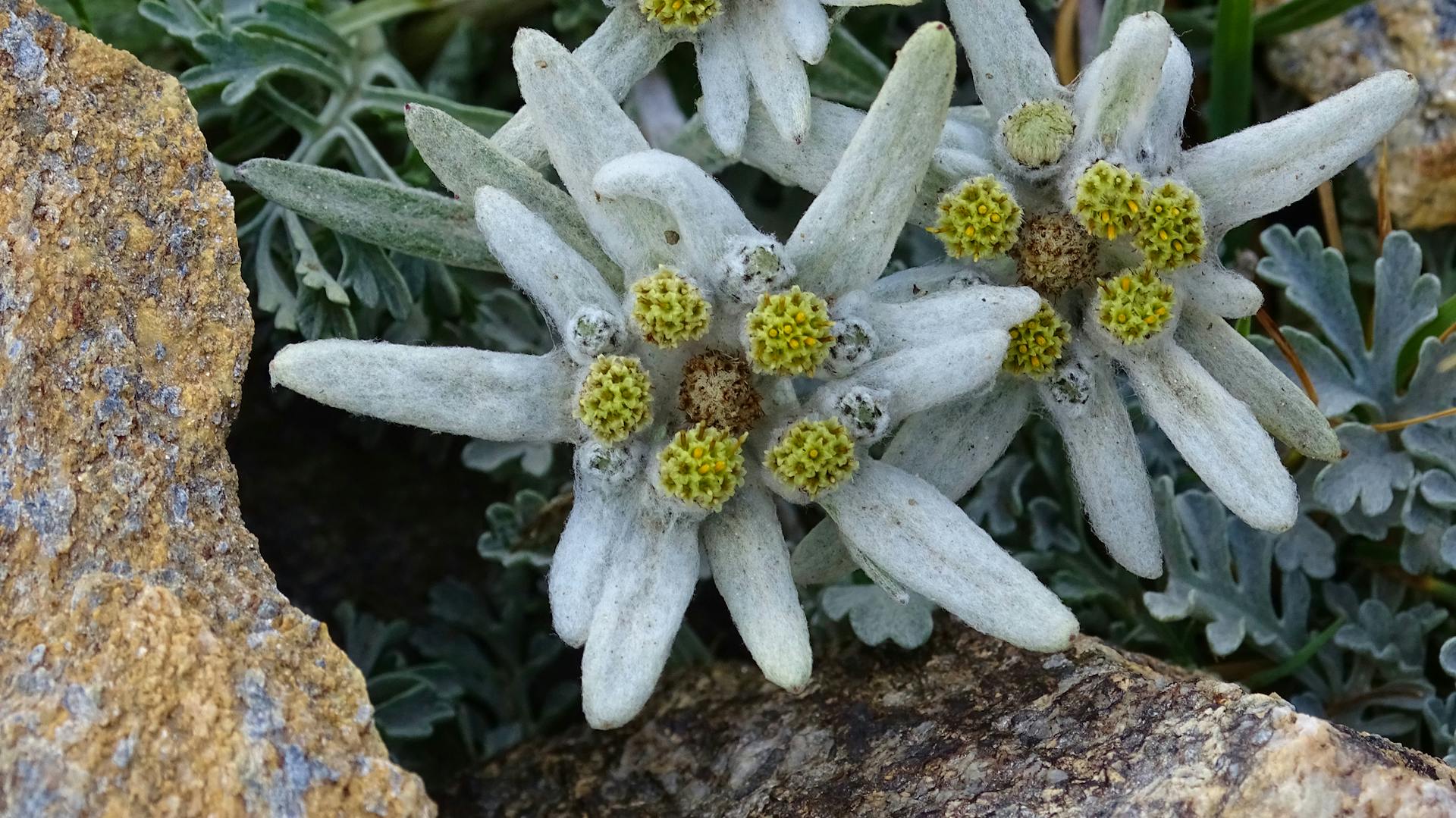 Edelweiß zwischen Steinen