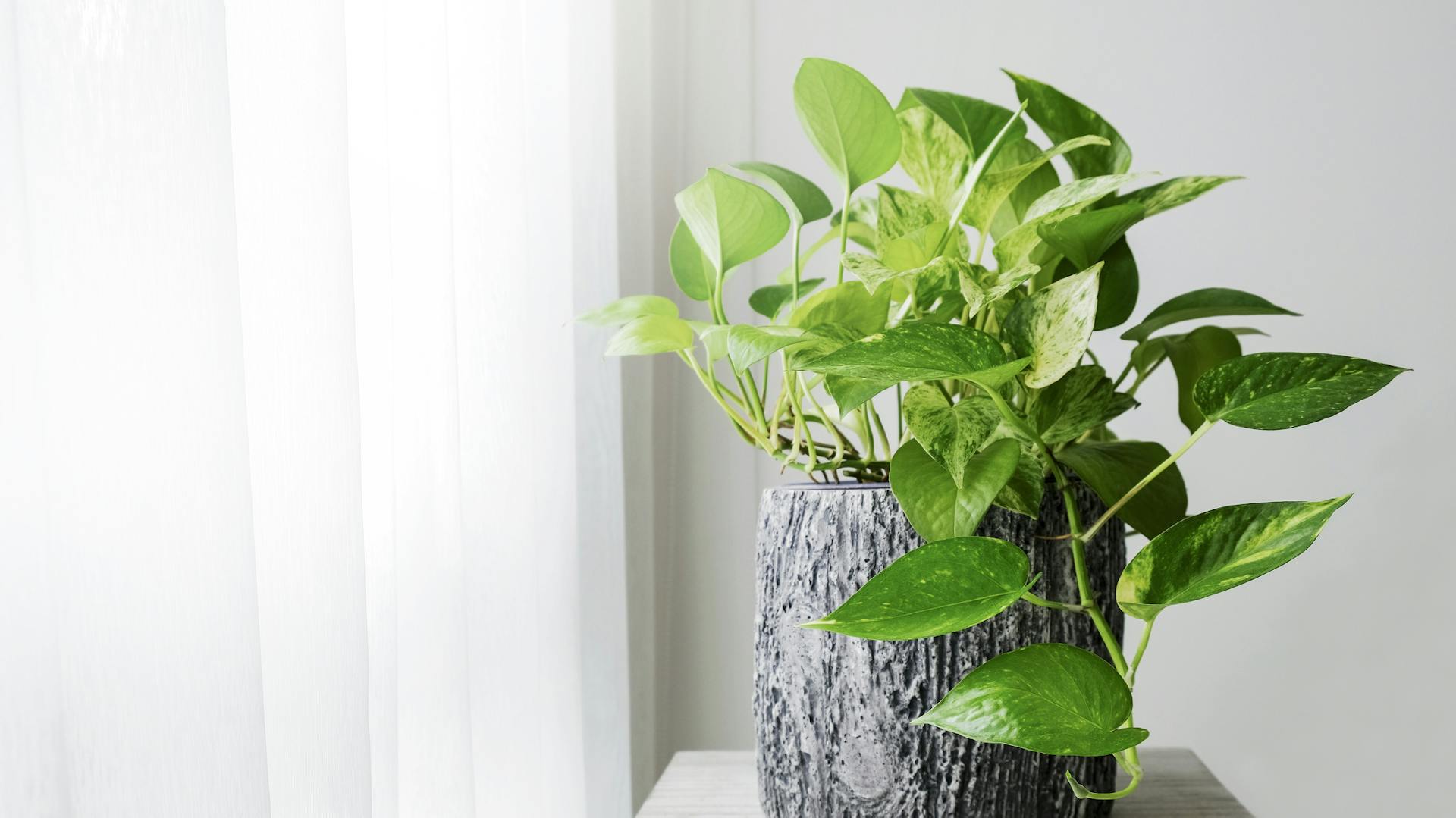 Pin by Erica Applegate on 2019 kitch Best indoor plants, Tall indoor plants, Ind