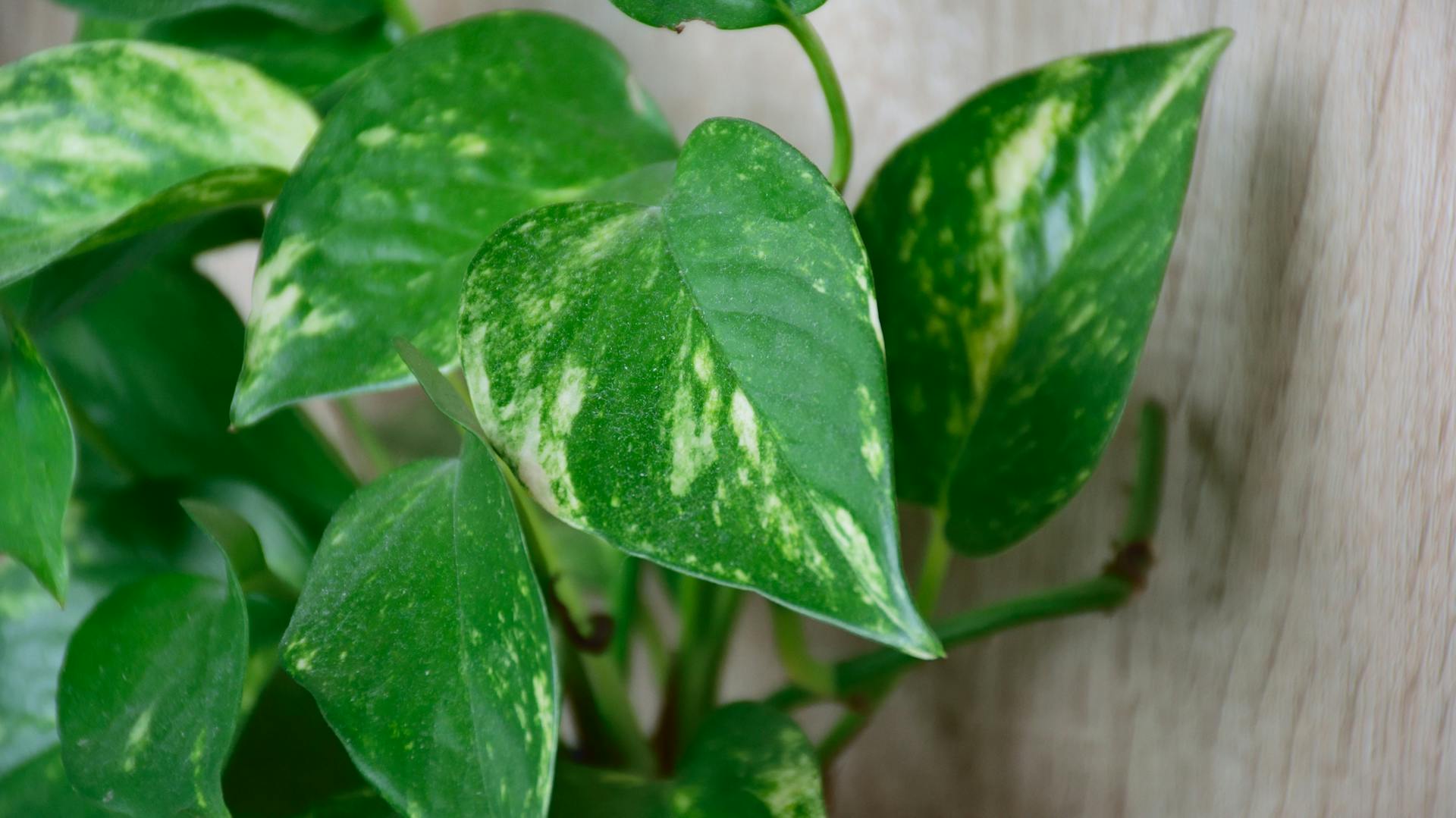 Efeutute mit mehrfarbigen Blättern