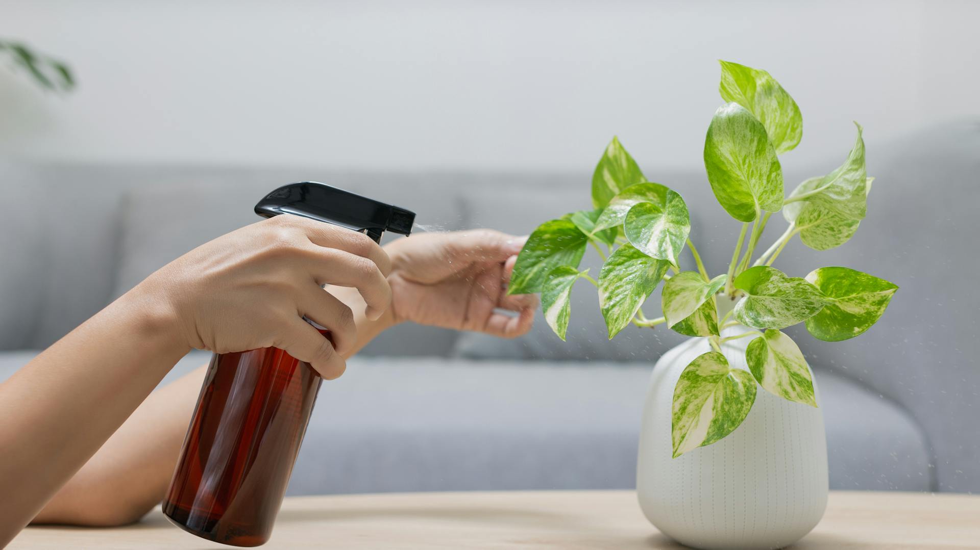 Efeutute im Topf wird mit Wasser besprüht