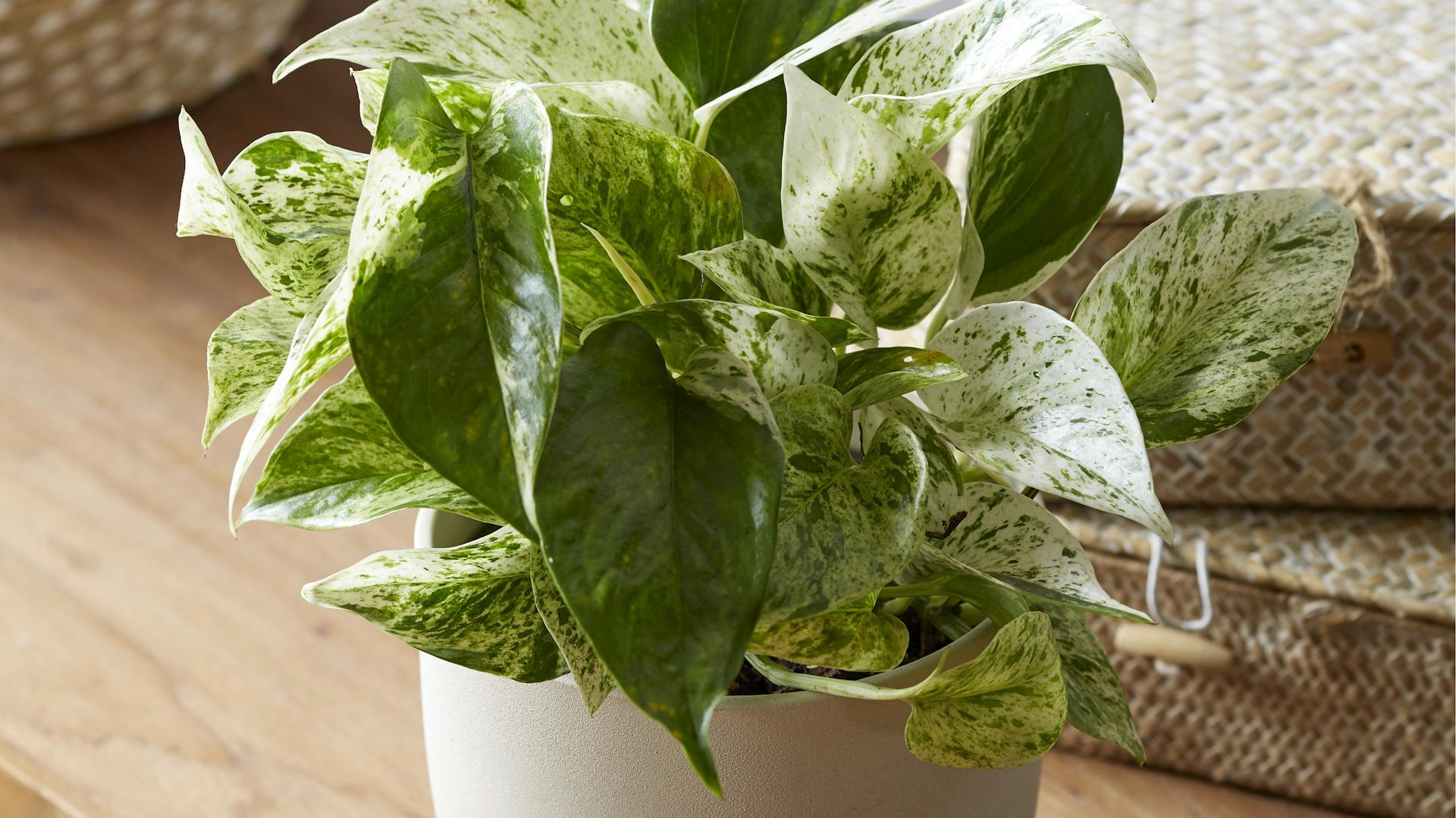 Efeutute der Sorte „Marble Queen“ in einem Topf